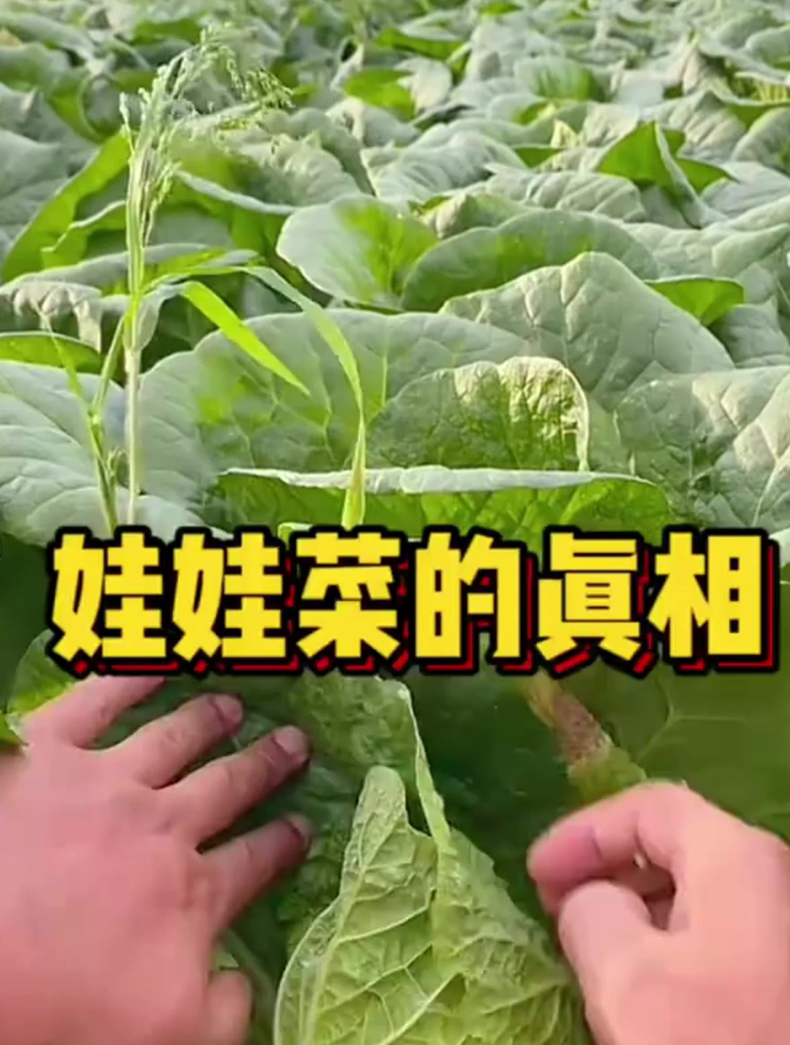 娃娃菜的真相太浪费了