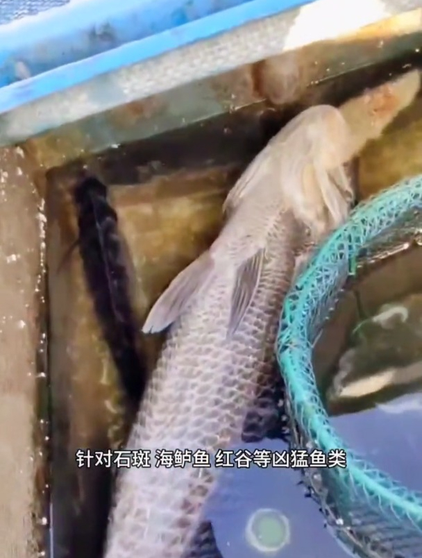 海钓凶猛鱼时,千万不能用普通鱼竿!鱼竿选择这几点要注意