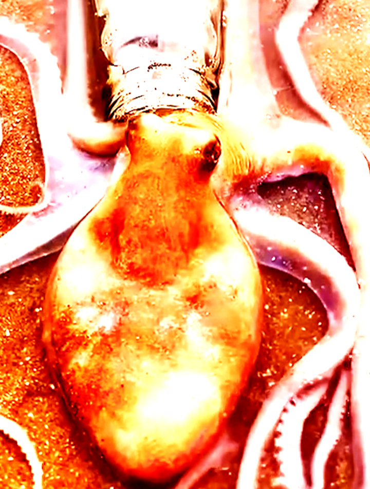 章鱼没骨头,让它有超强伸缩力,能钻进比它身体小几十倍的瓶口