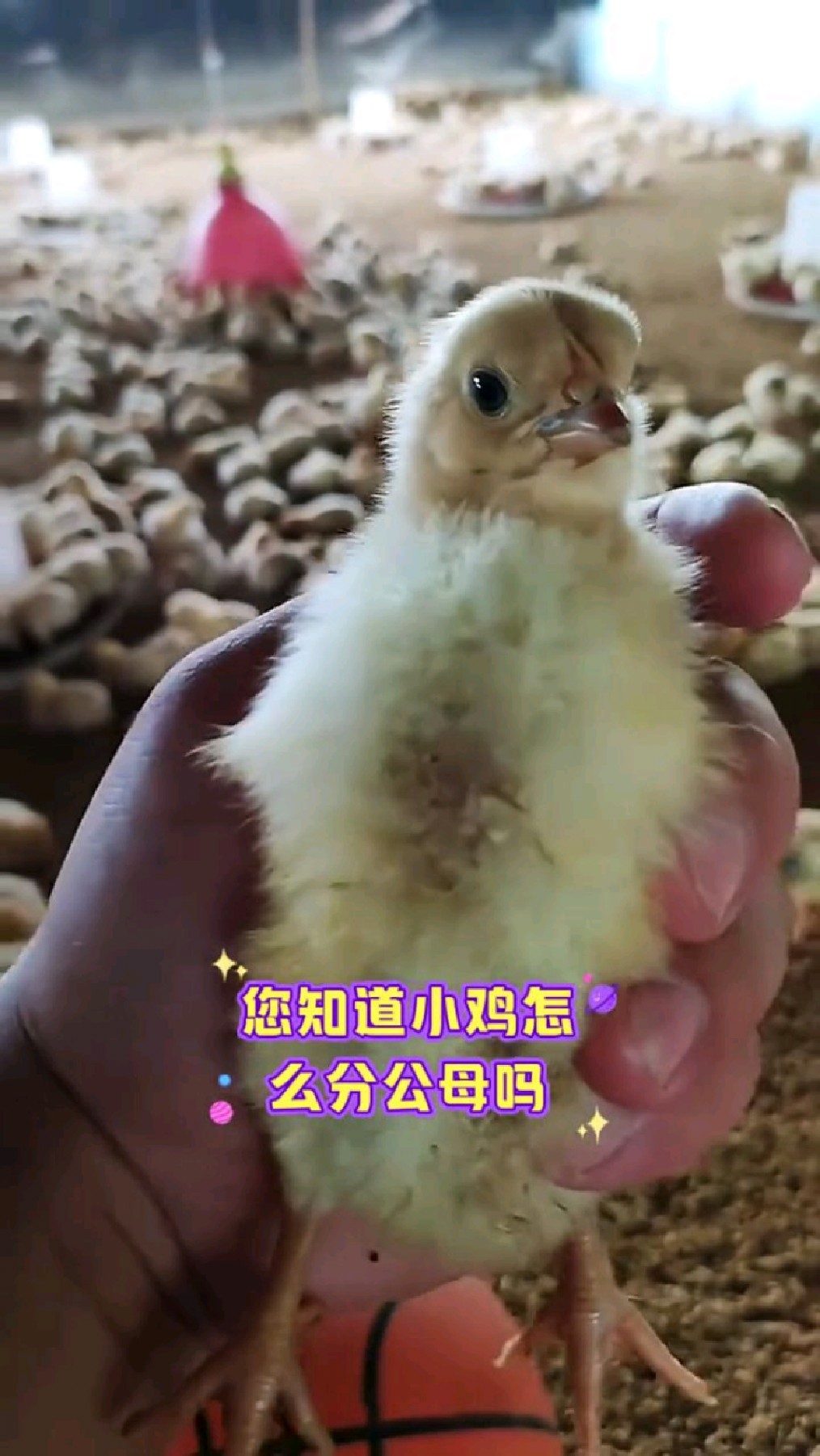 你知道小鸡怎么分公母吗?