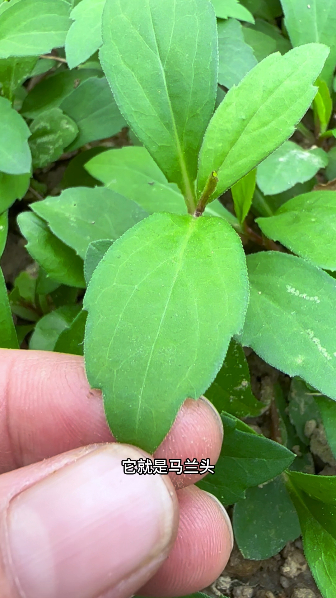 马兰头又叫泥鳅菜,它有一种特殊的清香味道
