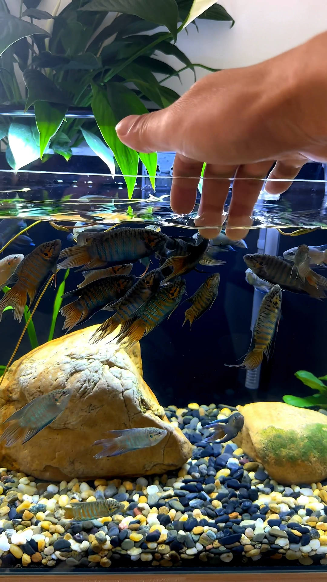 斗鱼真的怕人怕光吗?看看我的斗鱼,训练的怎么样?