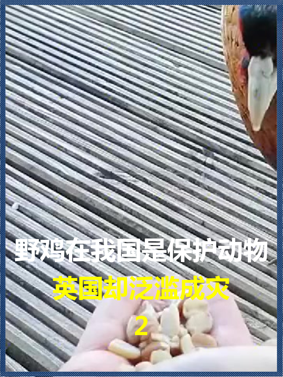 野鸡在我国是保护动物?英国却泛滥成灾,3000万只真吃不完