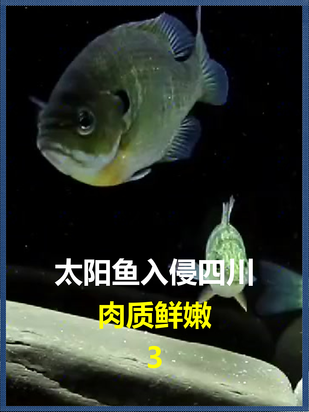 太阳鱼入侵四川?肉质鲜嫩,刺少靠吃就能解决应引以为戒罗非鱼的