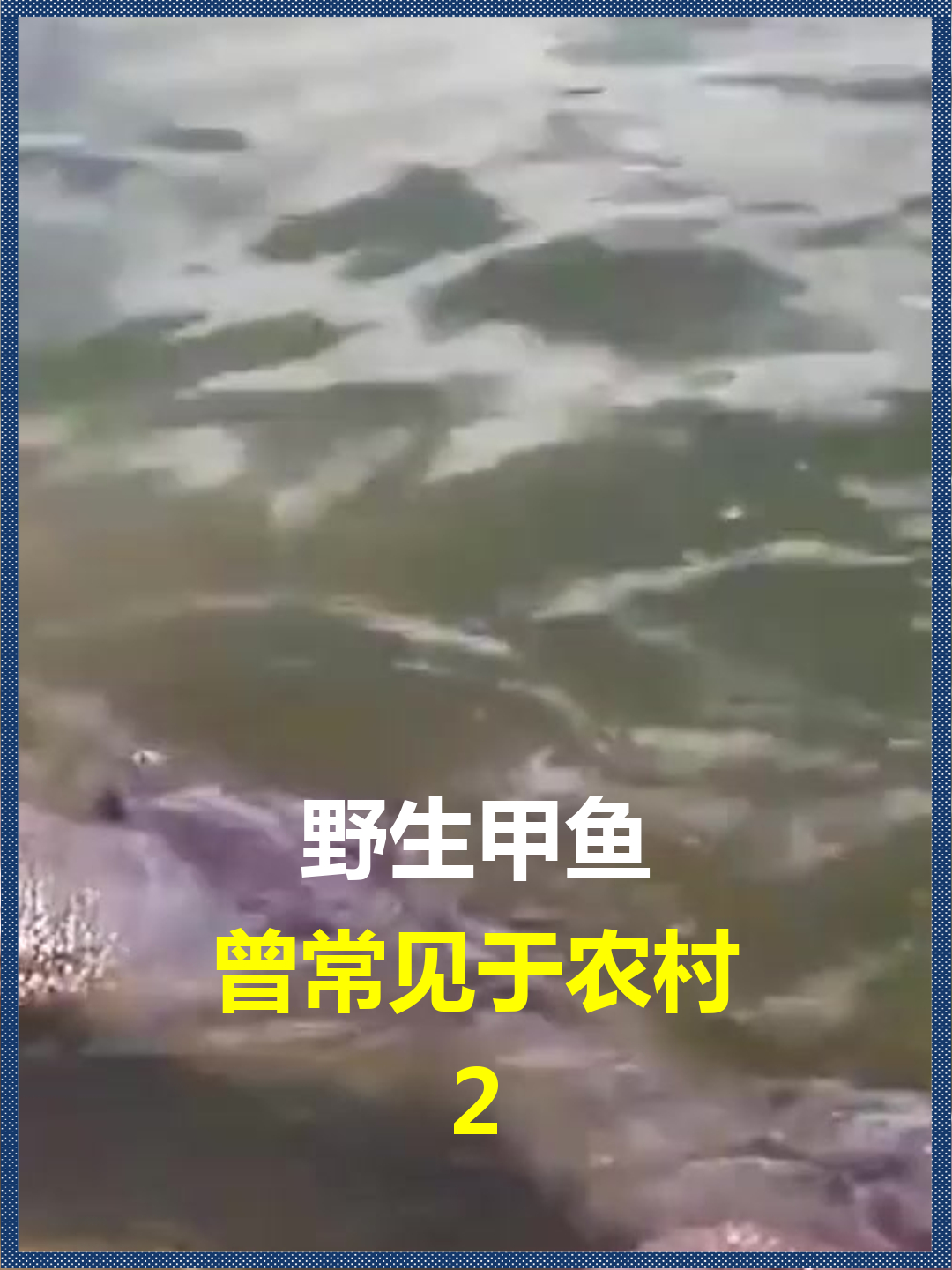 野生甲鱼?曾常见于农村,如今为何基本绝迹
