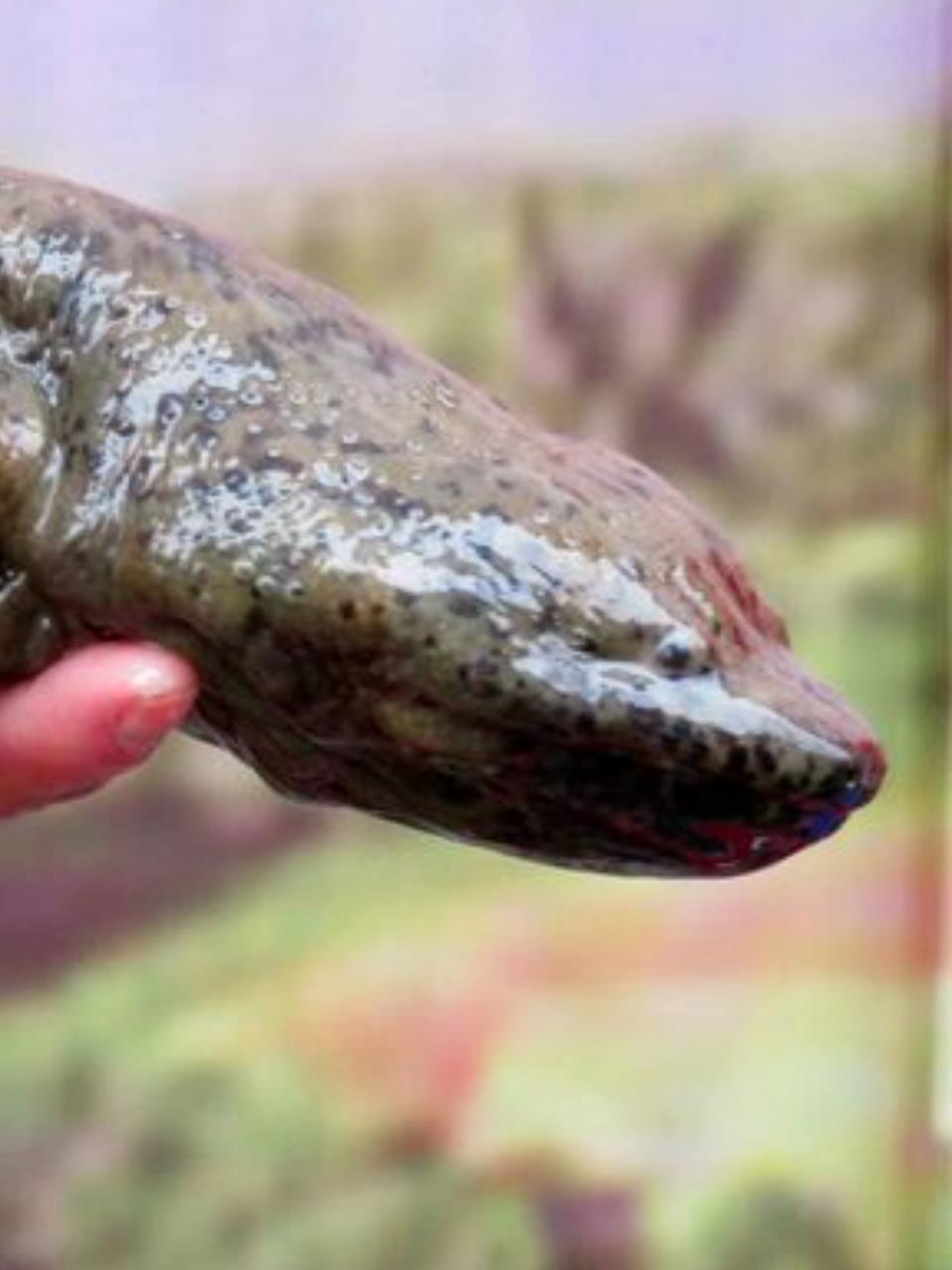 娃娃鱼叫声之谜:科学揭示真相,你敢相信吗?3