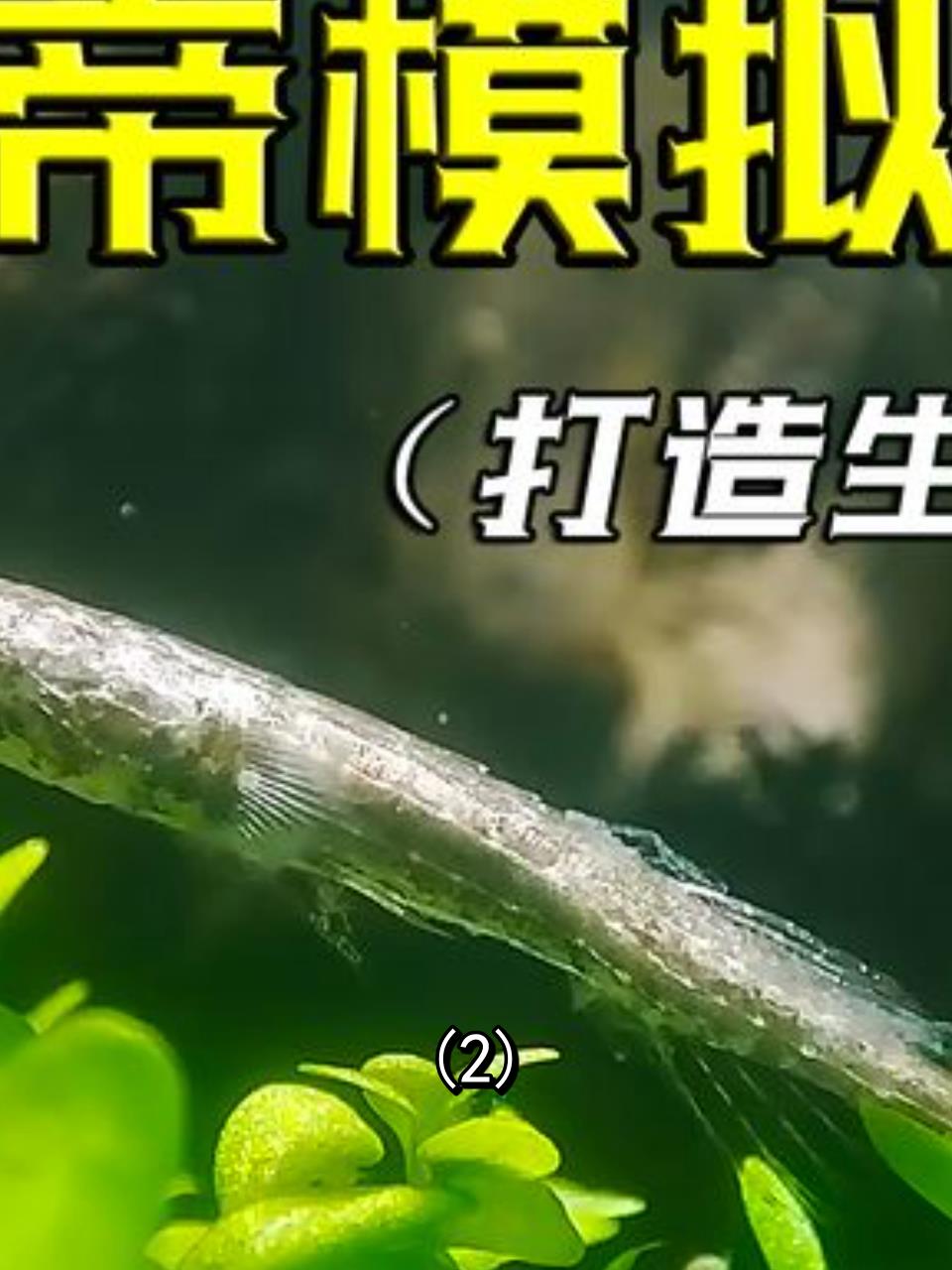 废弃鱼缸变生态小世界:四个月见证繁荣昌盛!2