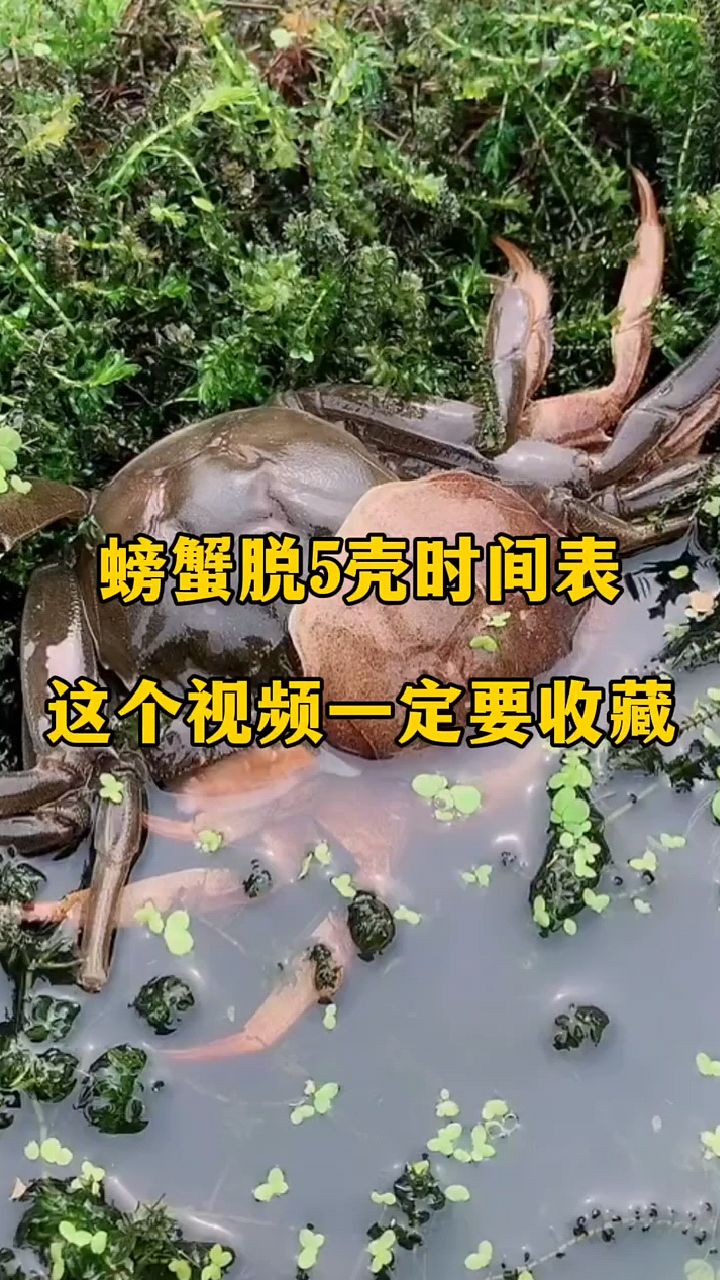 螃蟹退壳时间表一定要收藏