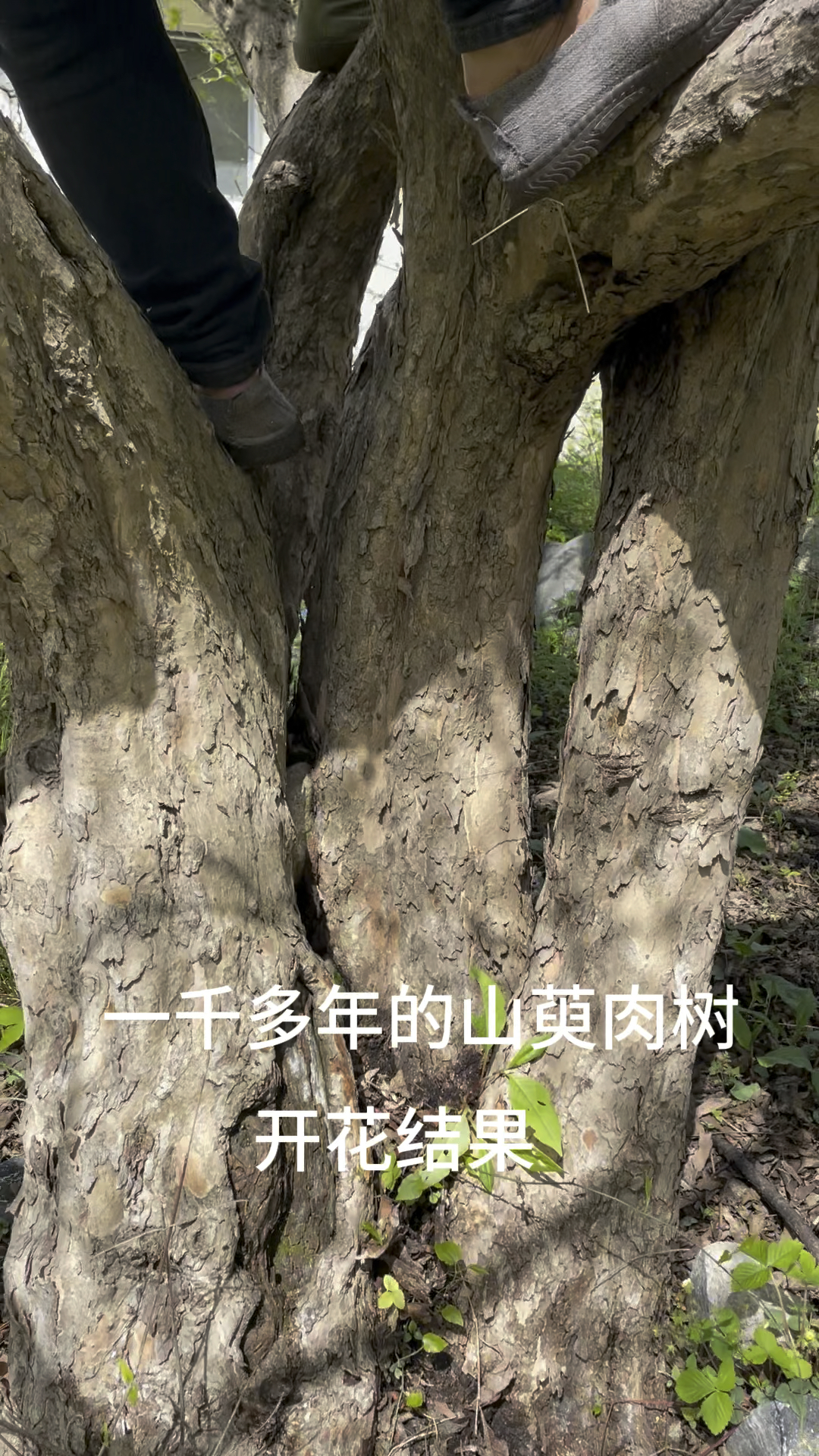 一千多年的山萸肉树