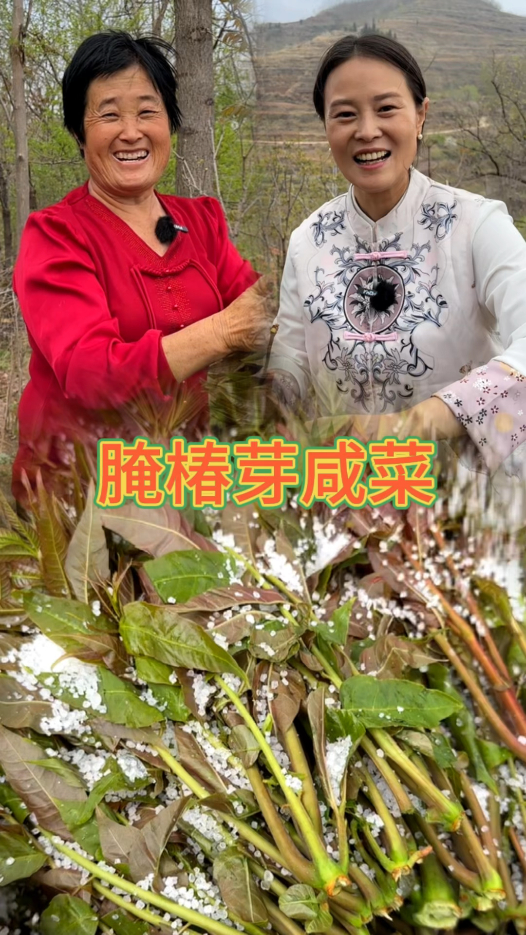 山里香椿再不吃老了,掰回来腌成香椿芽咸菜,吃一年都很鲜