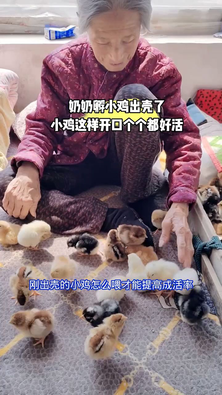 小鸡出壳后这样喂