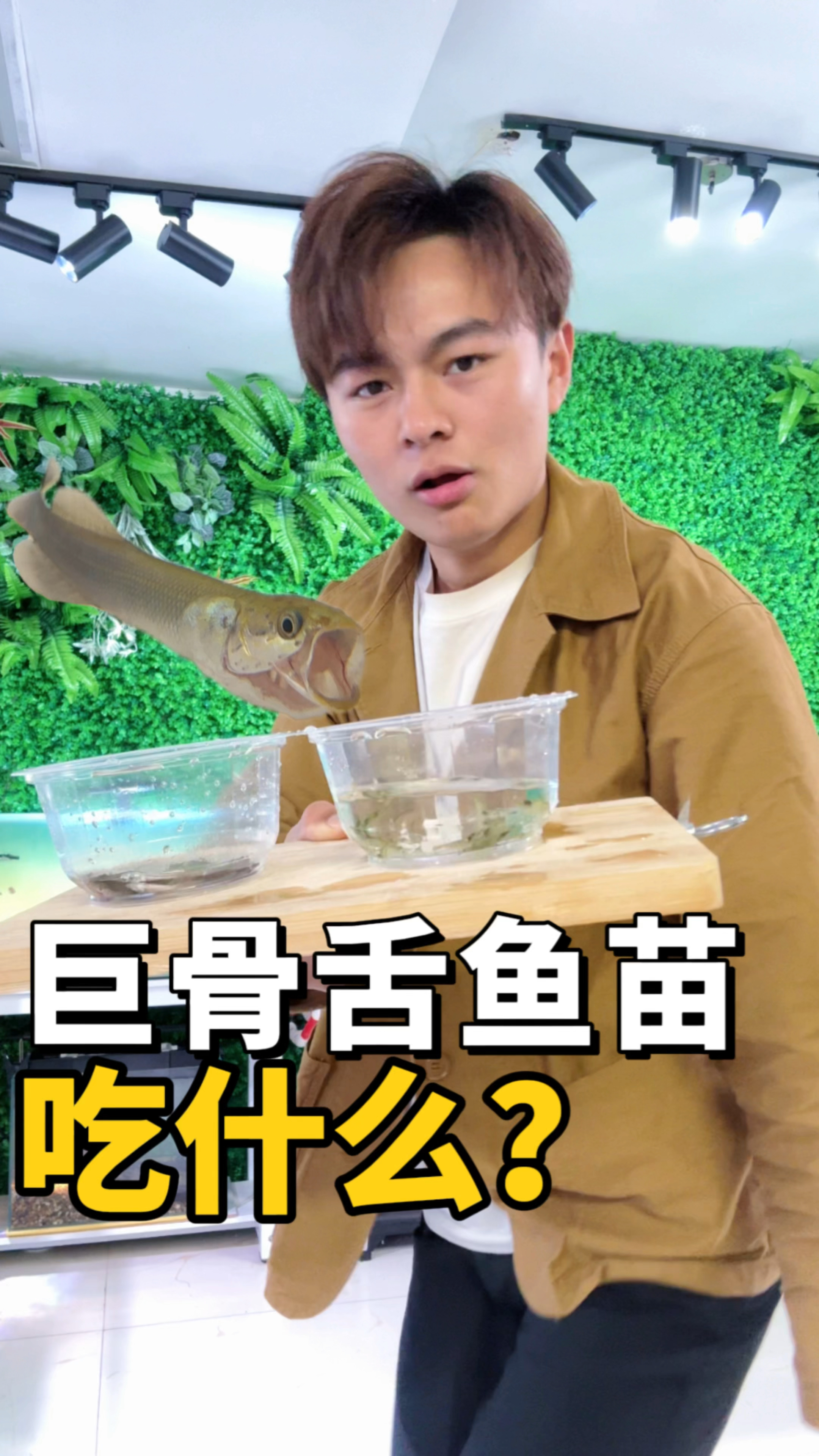 听说巨骨舌鱼不挑食?