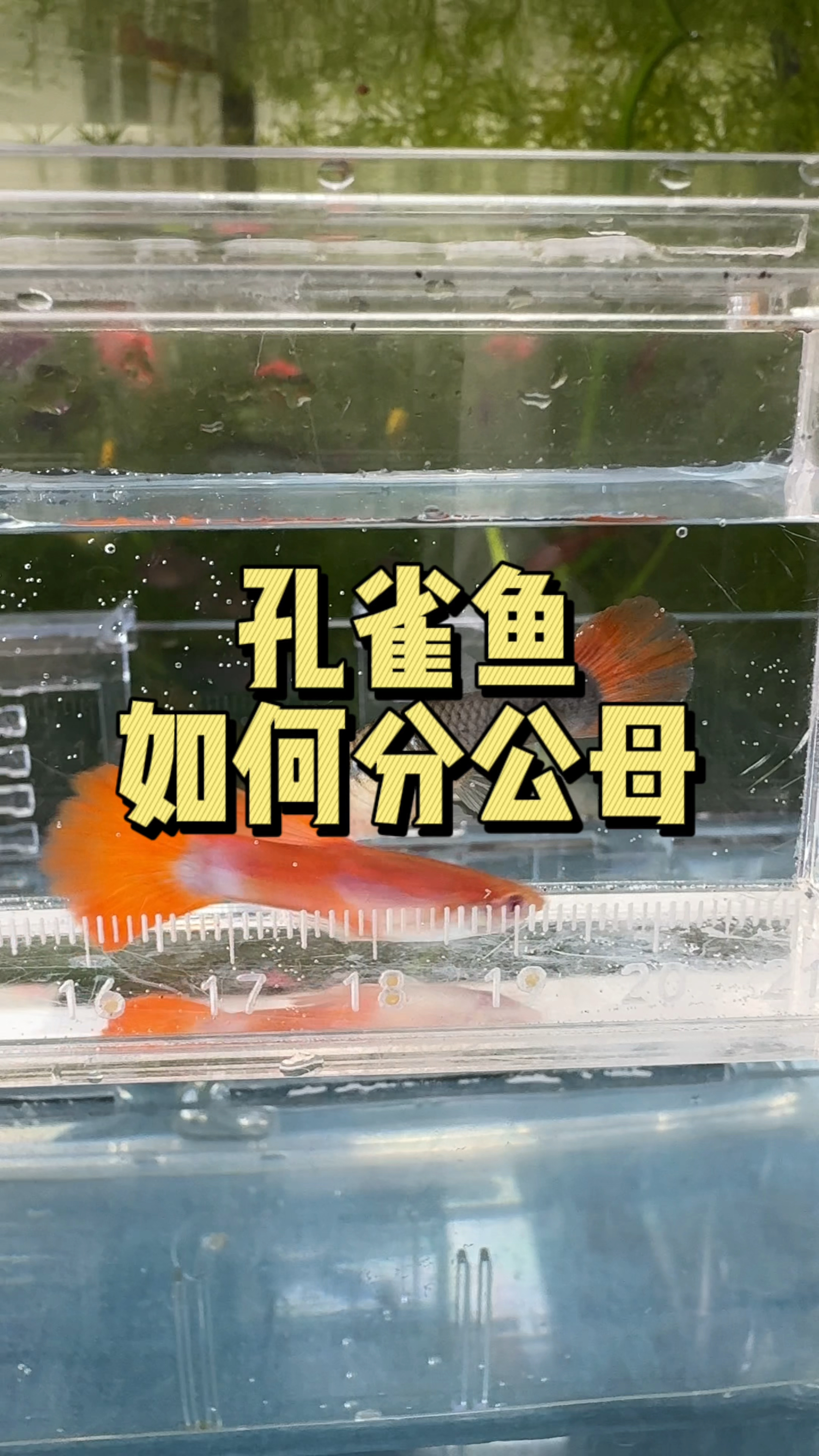 孔雀鱼分公母其实很简单 这里告诉你准确的方法#观赏鱼 #养鱼日记