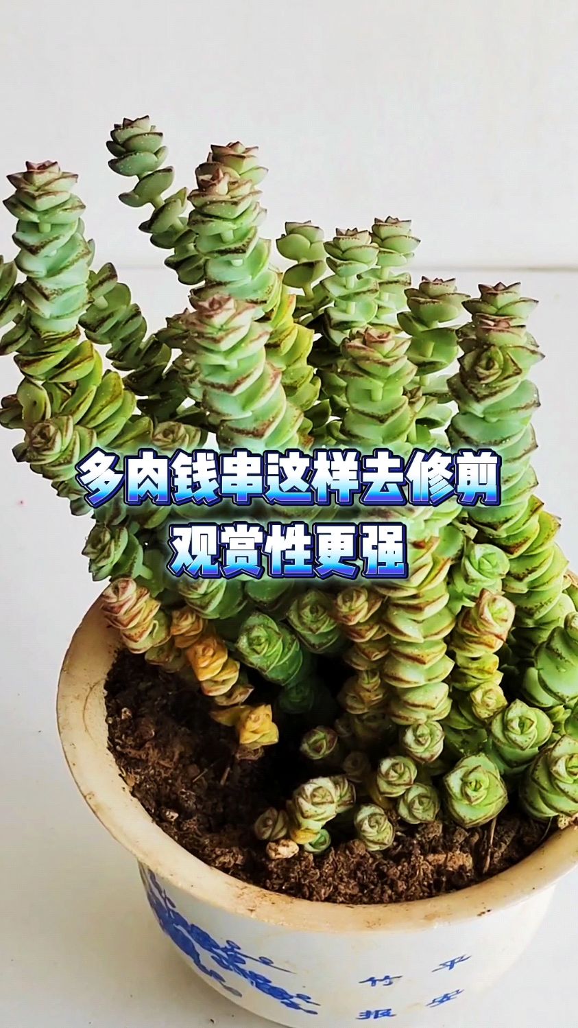 多肉钱串这样去修剪观赏性更强
