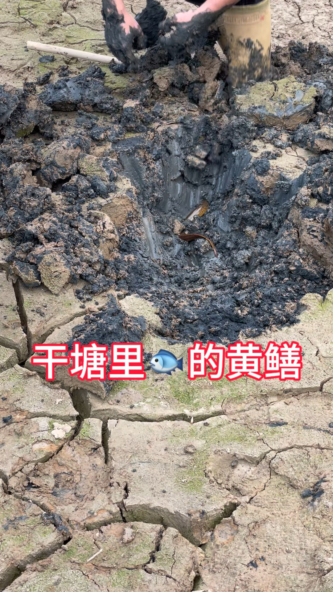 干塘抓黄金黄鳝1