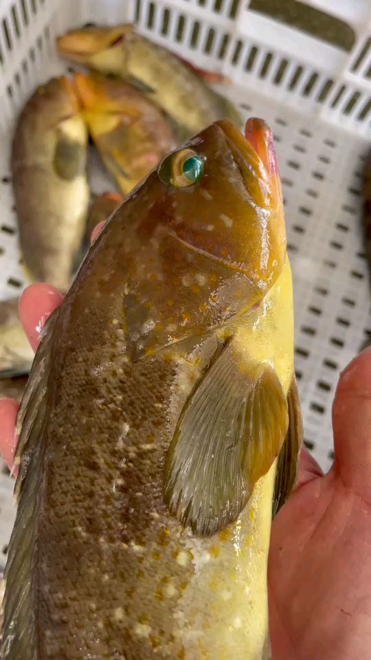 野生大石斑鱼黄丁斑海鸡肉