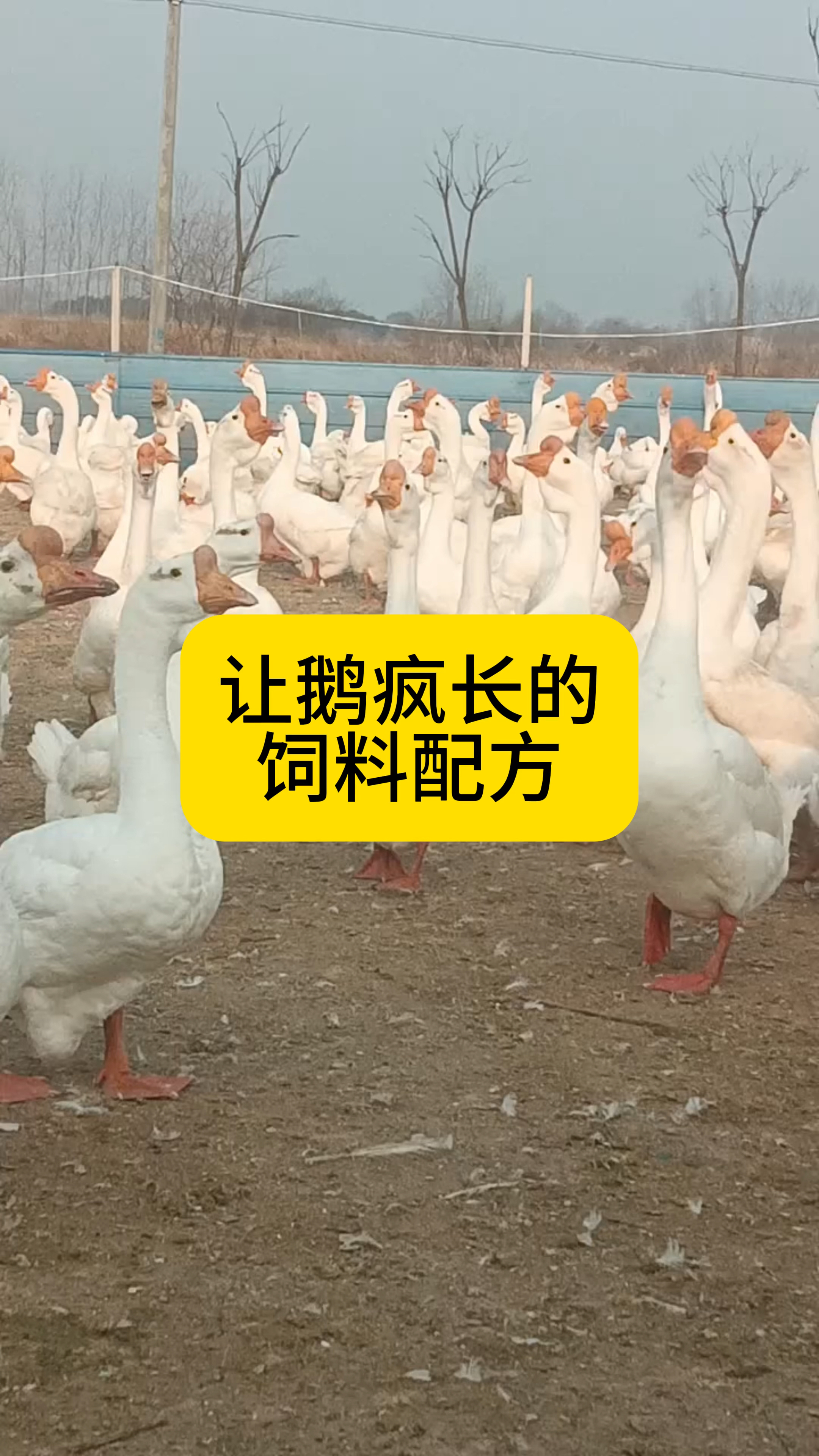 让育肥鹅疯长的饲料配方