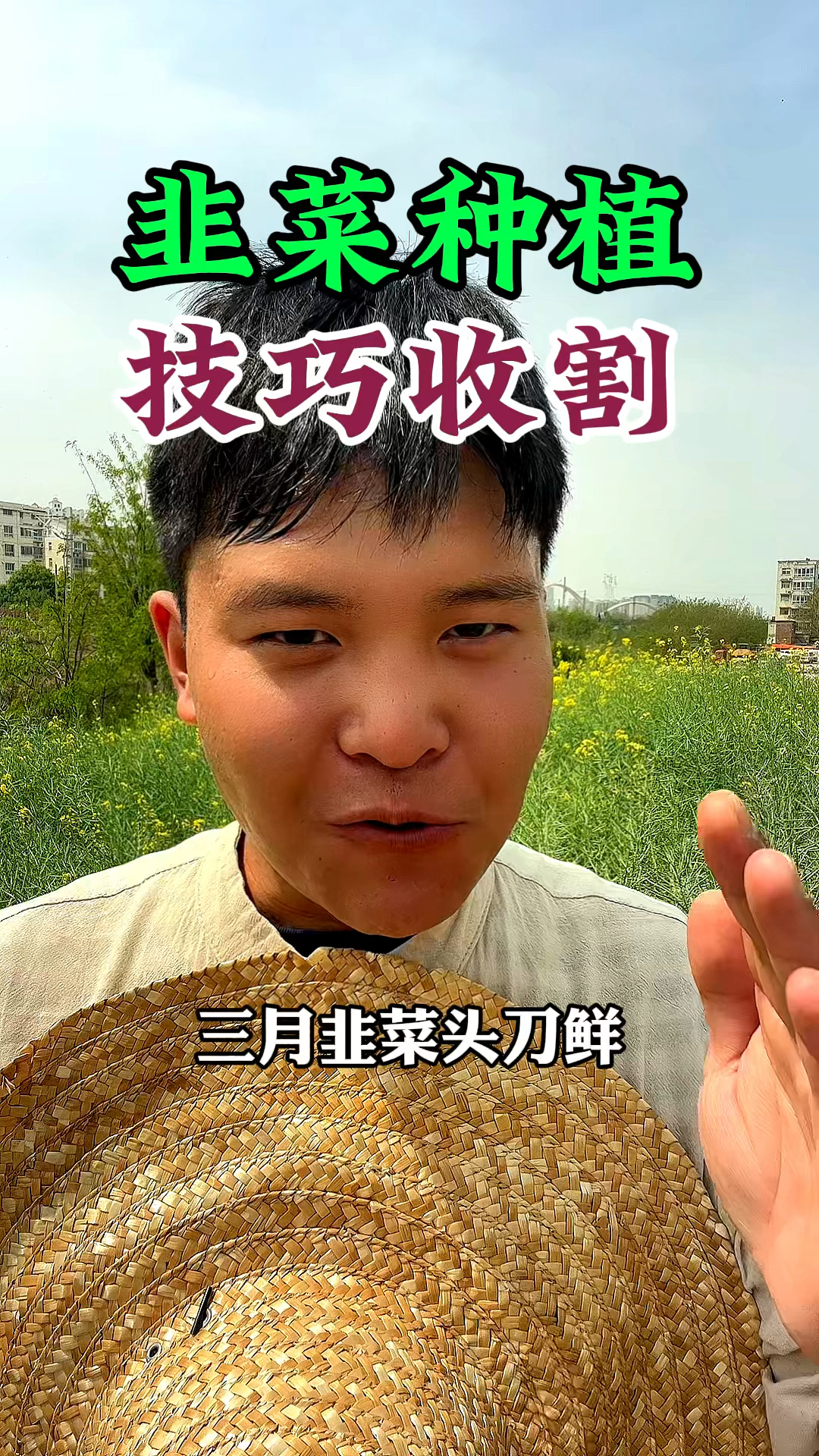 头刀韭菜该怎么样收割,韭菜收割的口诀
