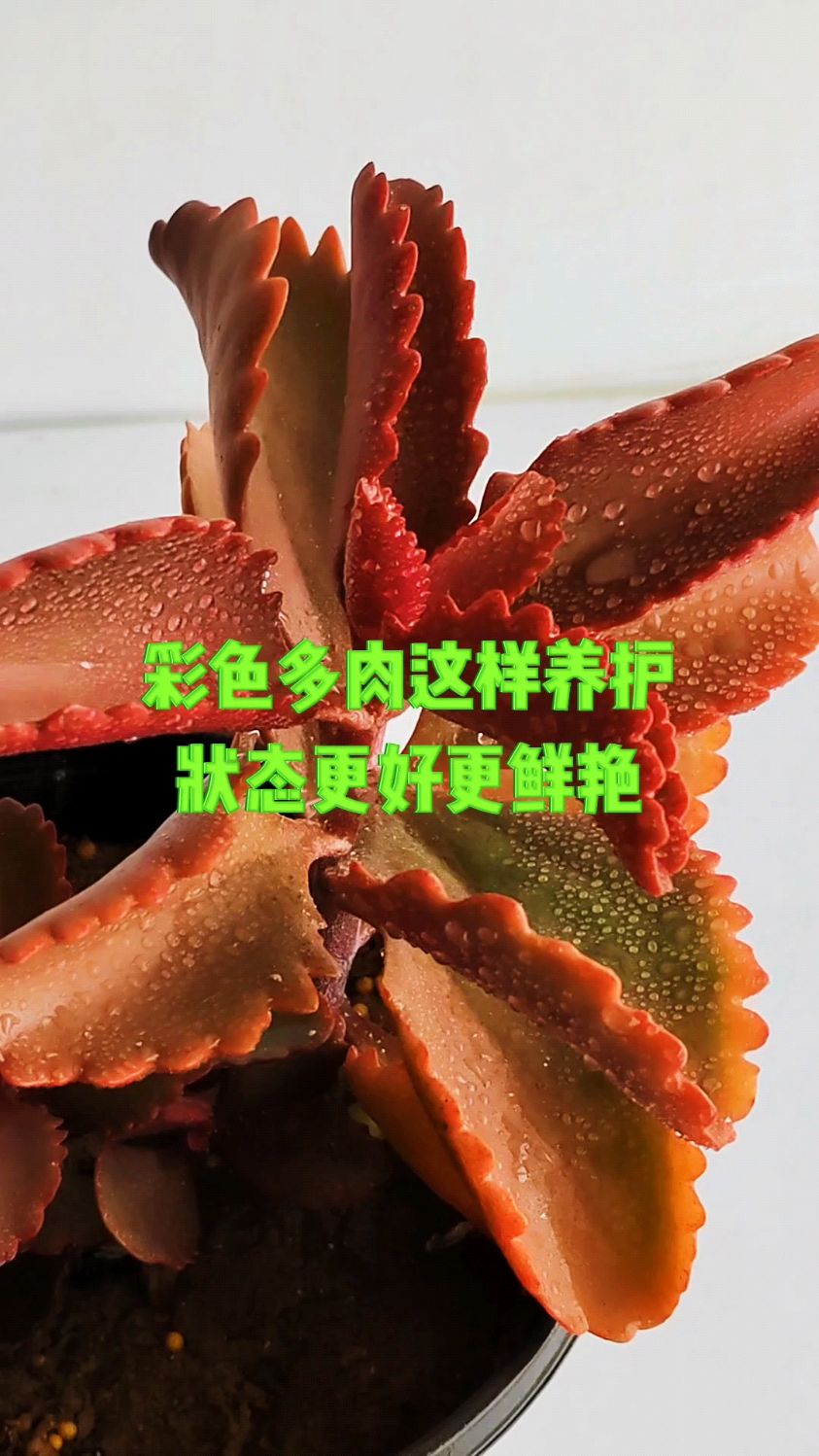 彩色多肉这样养护状态更好更鲜艳