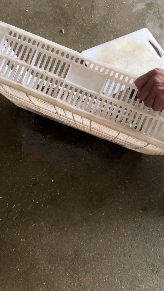 野生大石鳗鱼,生猛海货,炖汤巨香,肉质细腻爽滑