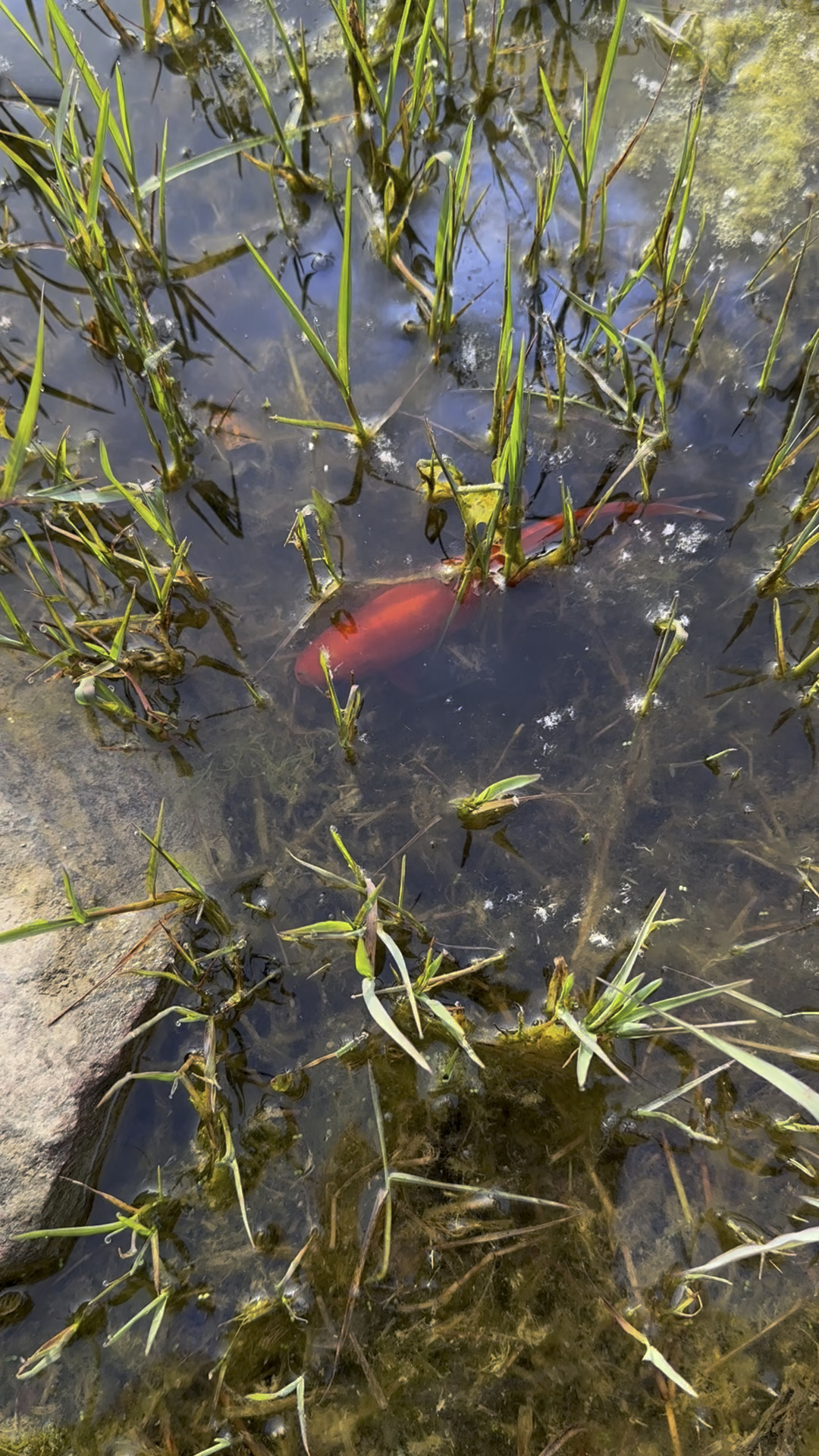 打水的时候意外发现红鲫鱼了