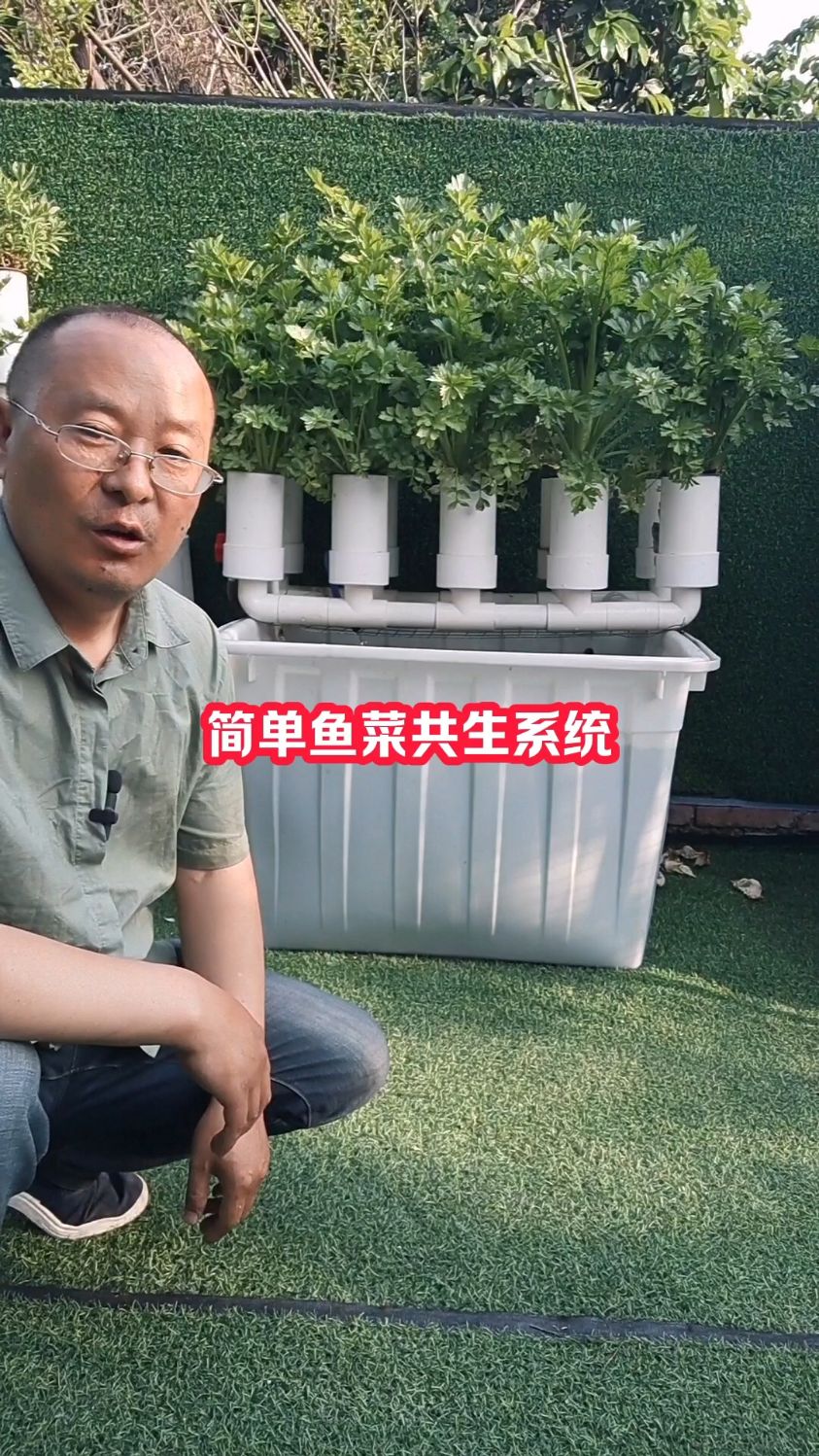 家庭最简鱼菜共生系统