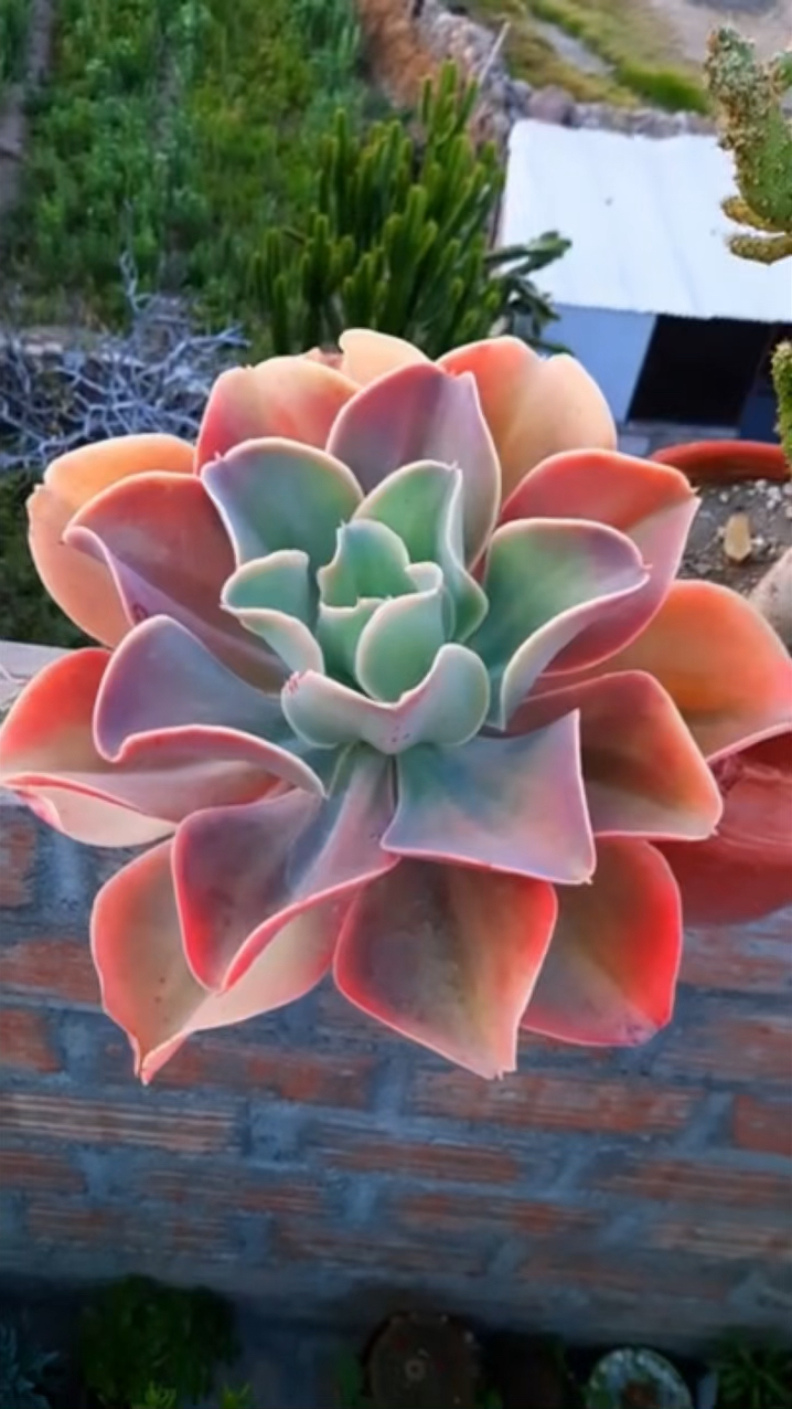 这是什么品种多肉?你认识吗