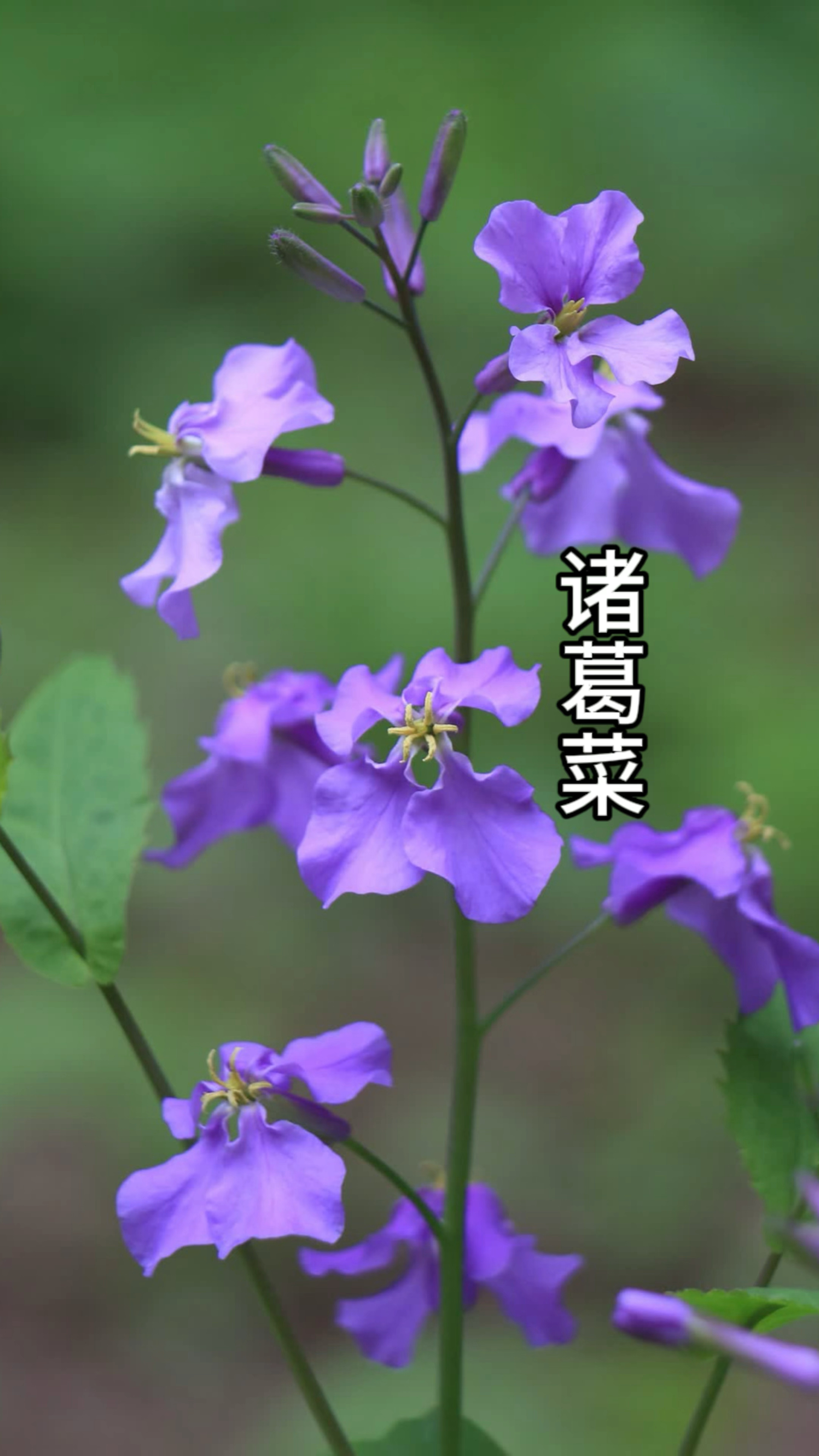 诸葛菜,也是一种野草哦