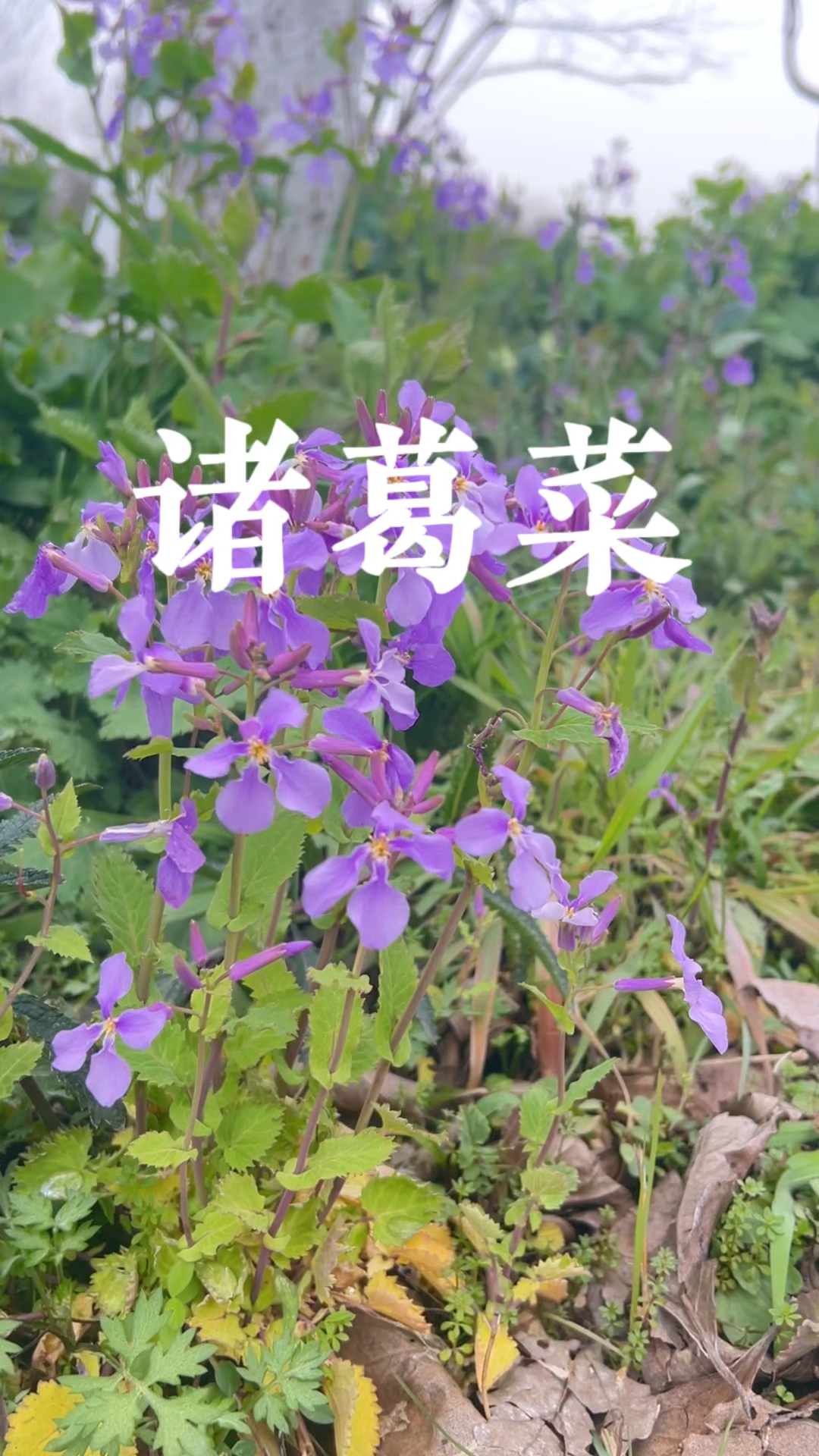 诸葛菜,诸葛亮推广的野菜
