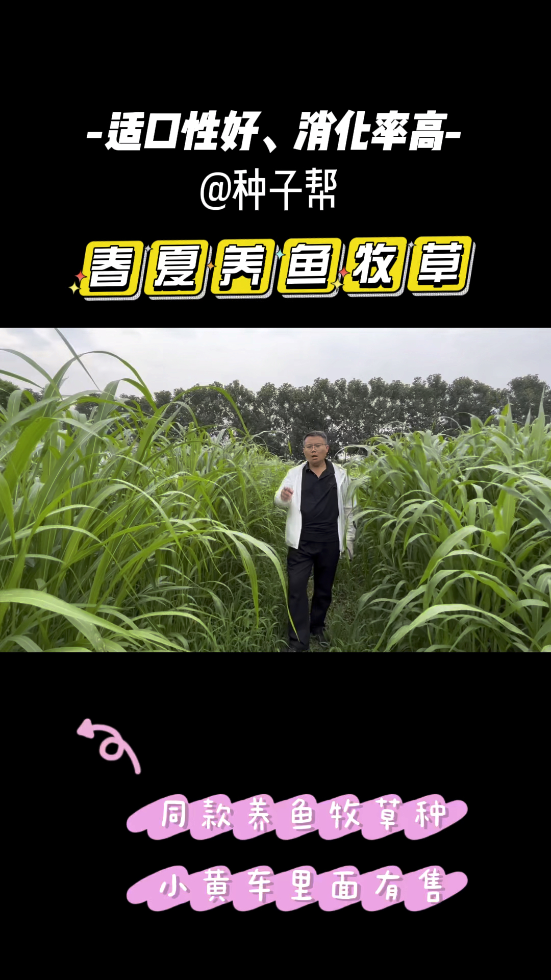 养鱼现在春季和夏季播种的牧草,苏丹草耐热生长快,鱼非常爱吃