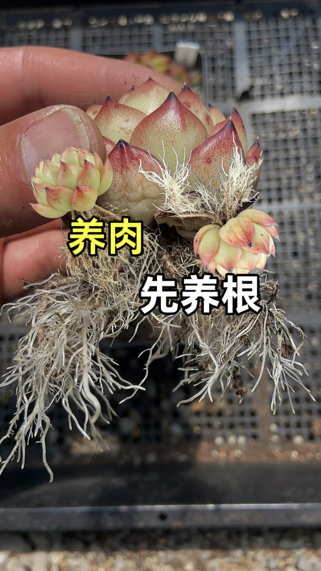 养多肉植物该用什么土更好