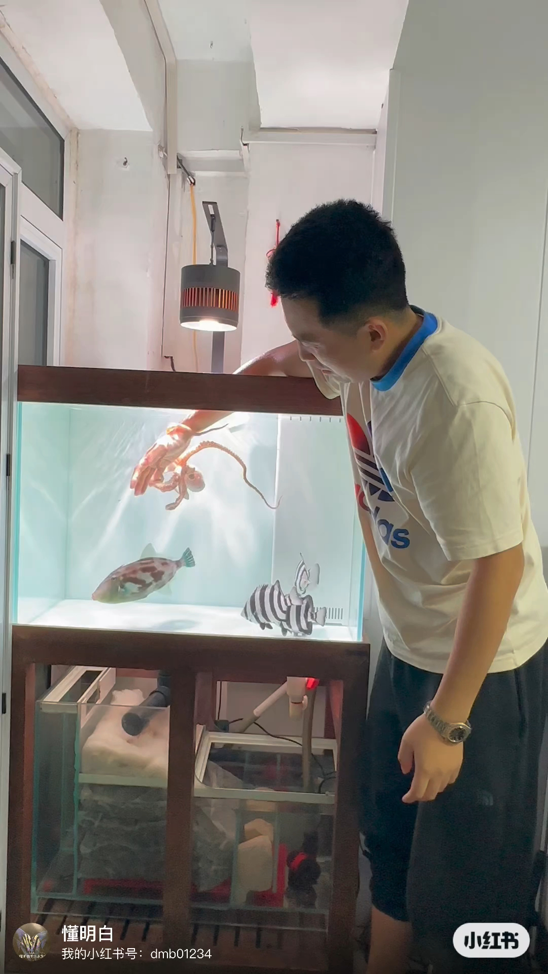 海水鱼如何饲养,最穷海水鱼缸,海鲜缸。