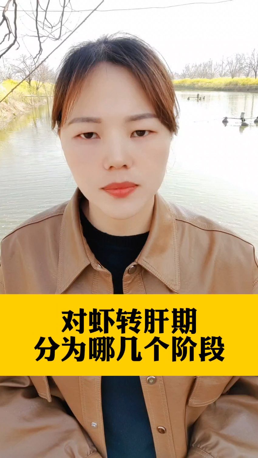 对虾转肝期分为哪几个阶段