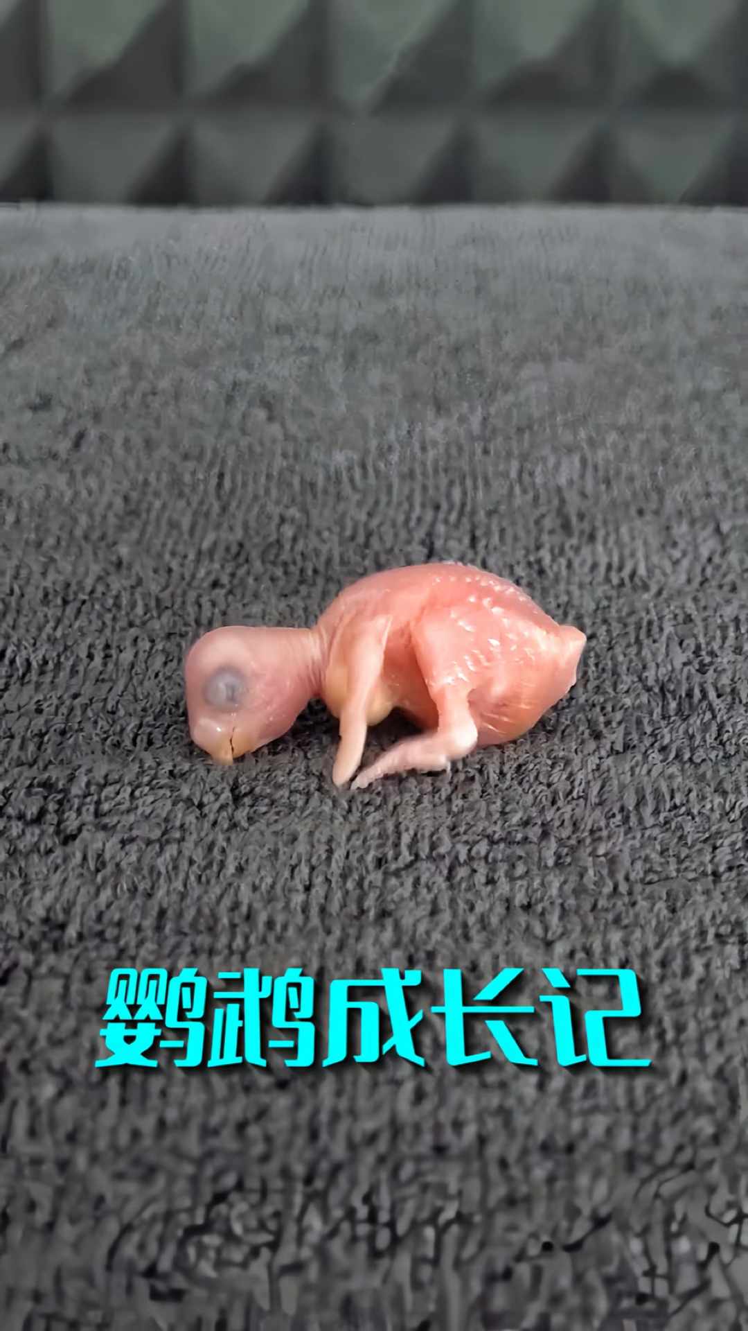 鹦鹉的成长速度真是太快了,从出生到长大,仅用了一个多月