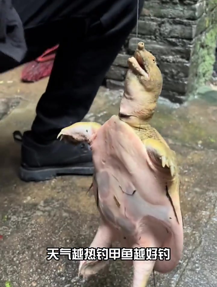 钓甲鱼简单小教程!猪肝穿过两头不要露尖即可,早上放晚上收