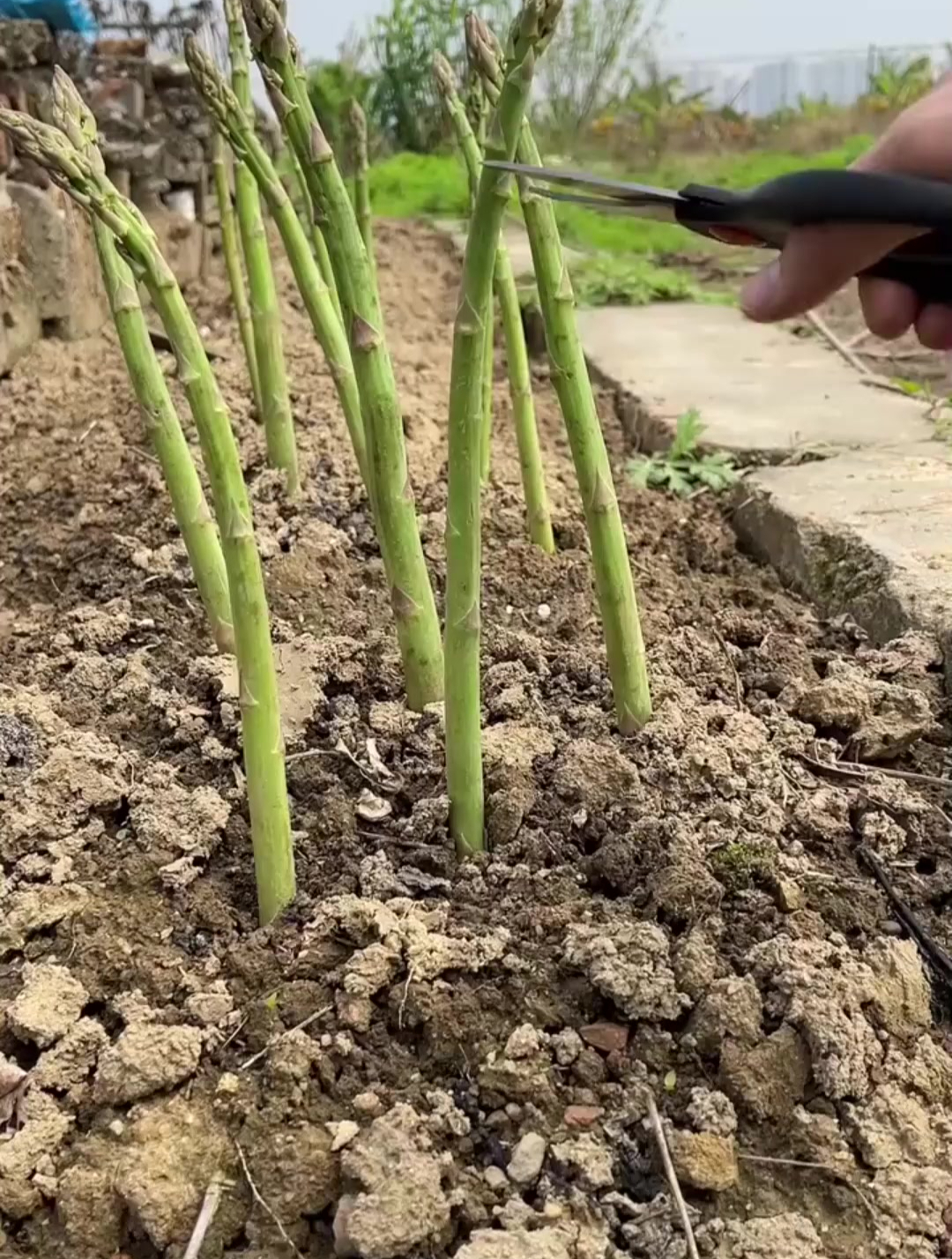 被誉为蔬菜之王的芦笋,为什么很少人种植
