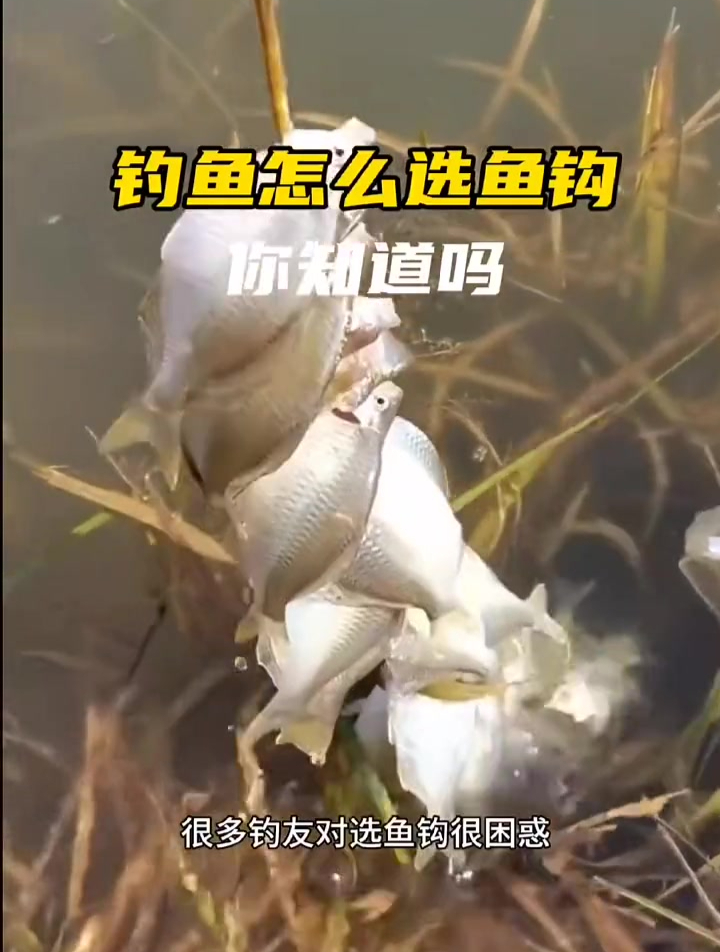钓鱼怎么选鱼钩?老钓友总结这5种选择方法!