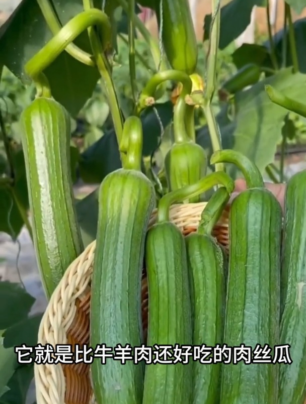 给5斤牛肉都不换,新品种大肉丝瓜,种上一棵结满整个架子!
