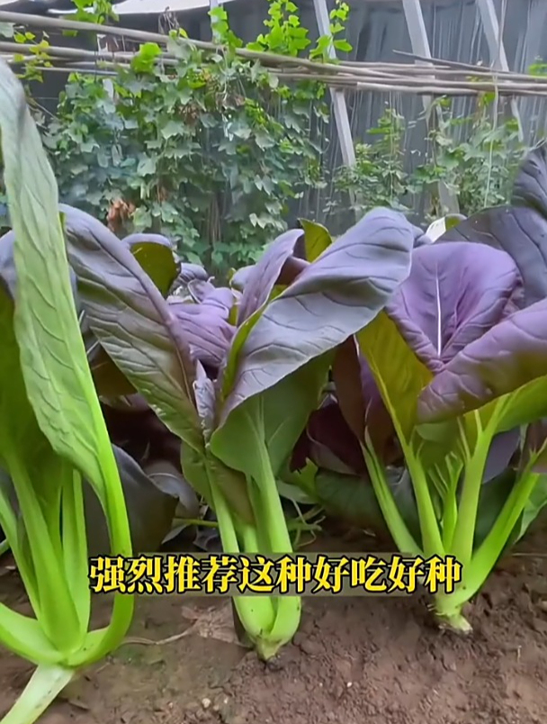 紫罗兰油菜好看又好吃,种植很简单,耐热还不招虫