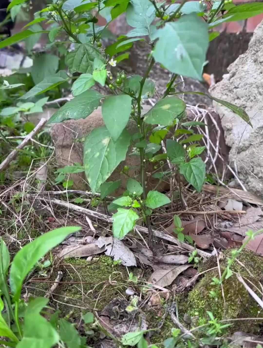 龙葵也叫白花菜,是农村人很喜爱的野菜