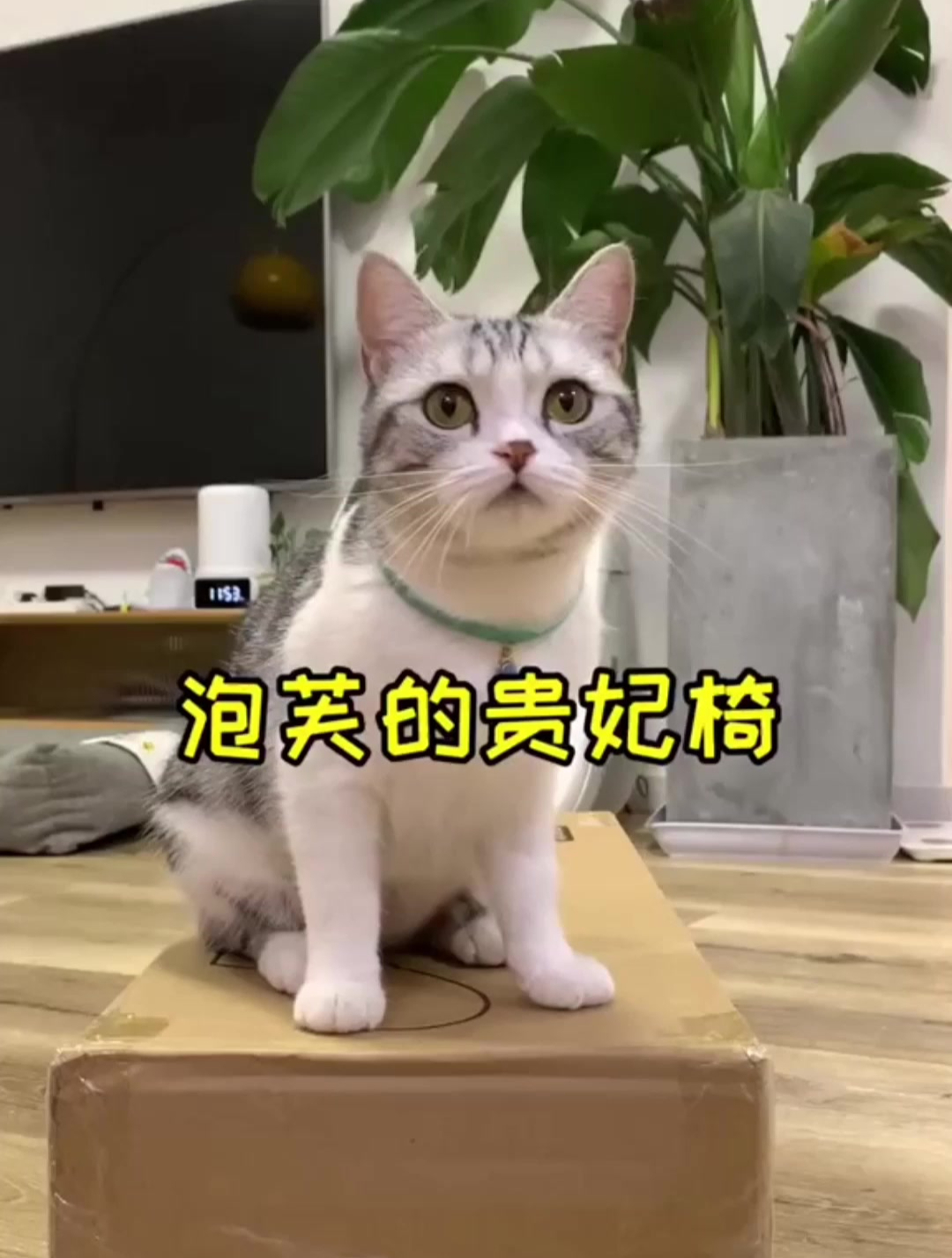 磨爪子是猫咪的天性,既然阻止不了就给你备足猫抓板,让你磨个够