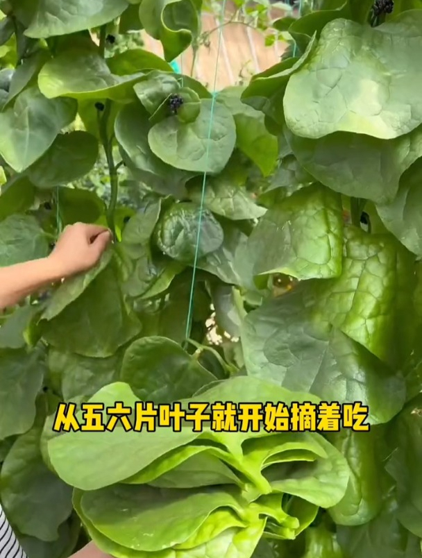 大叶木耳菜,咬一口鲜嫩爽滑,摘一茬又一茬,一棵长到3米多高