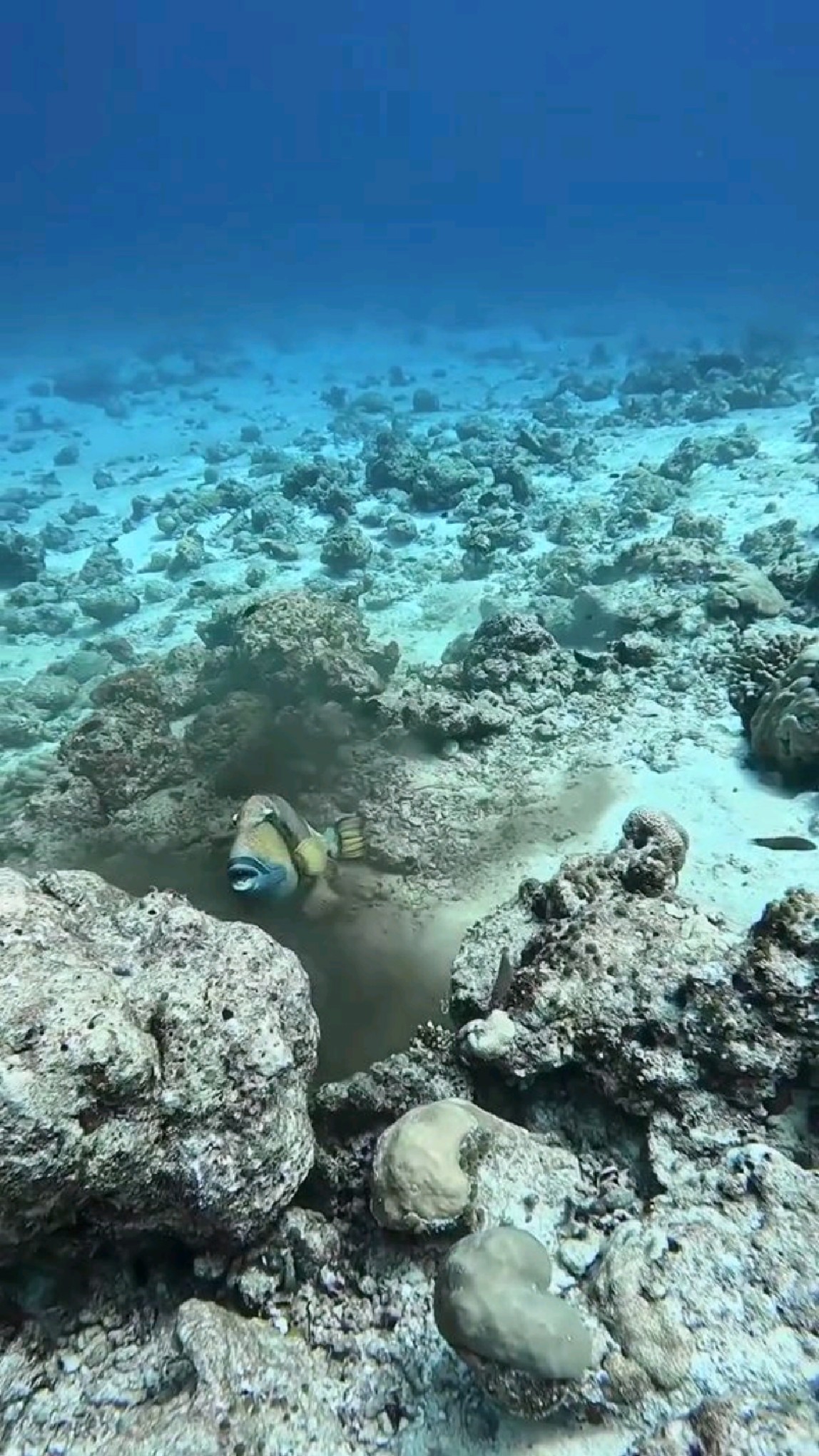 墨鱼喷墨瞬间。