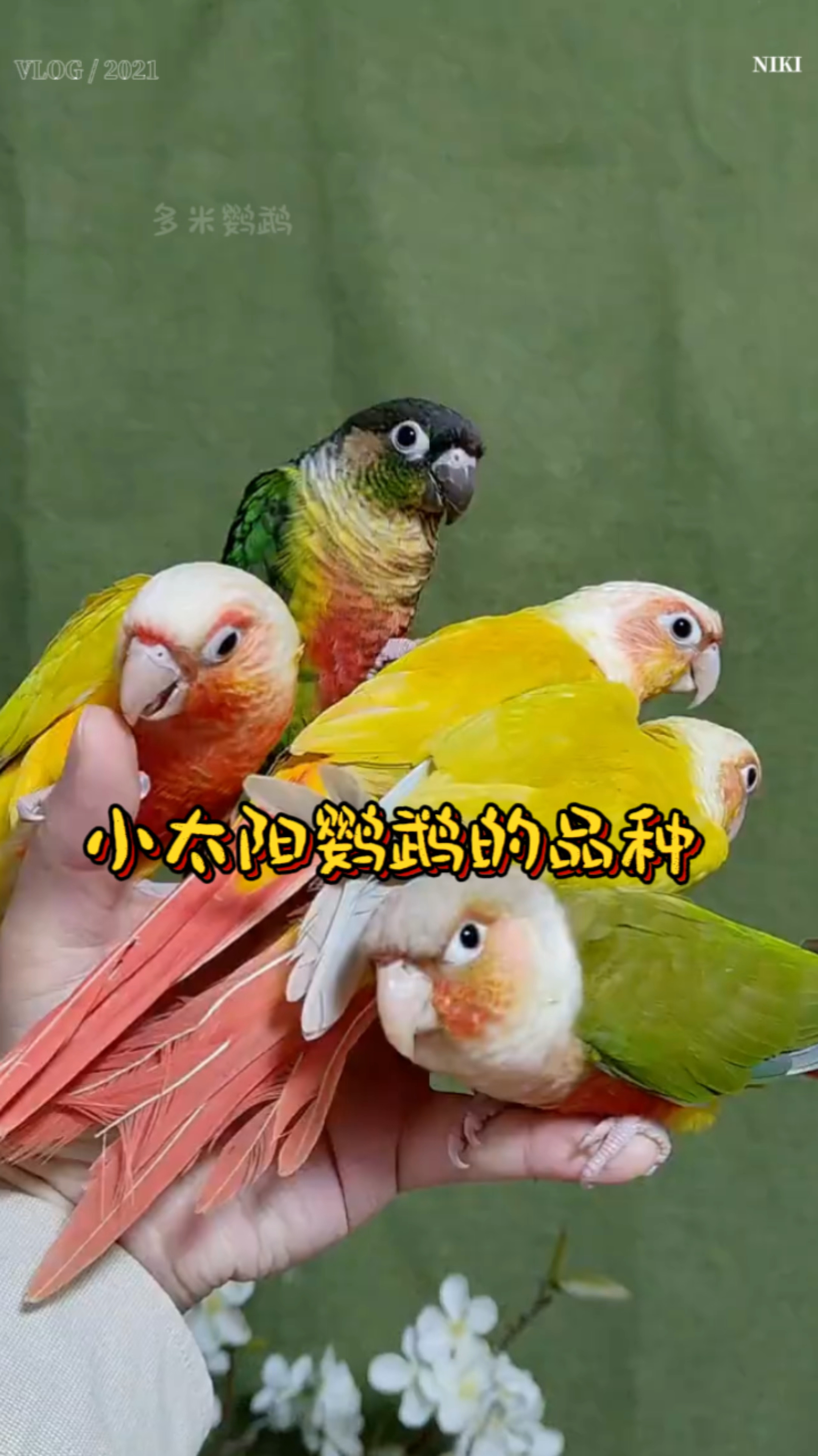 小太阳鹦鹉有哪些品种呢