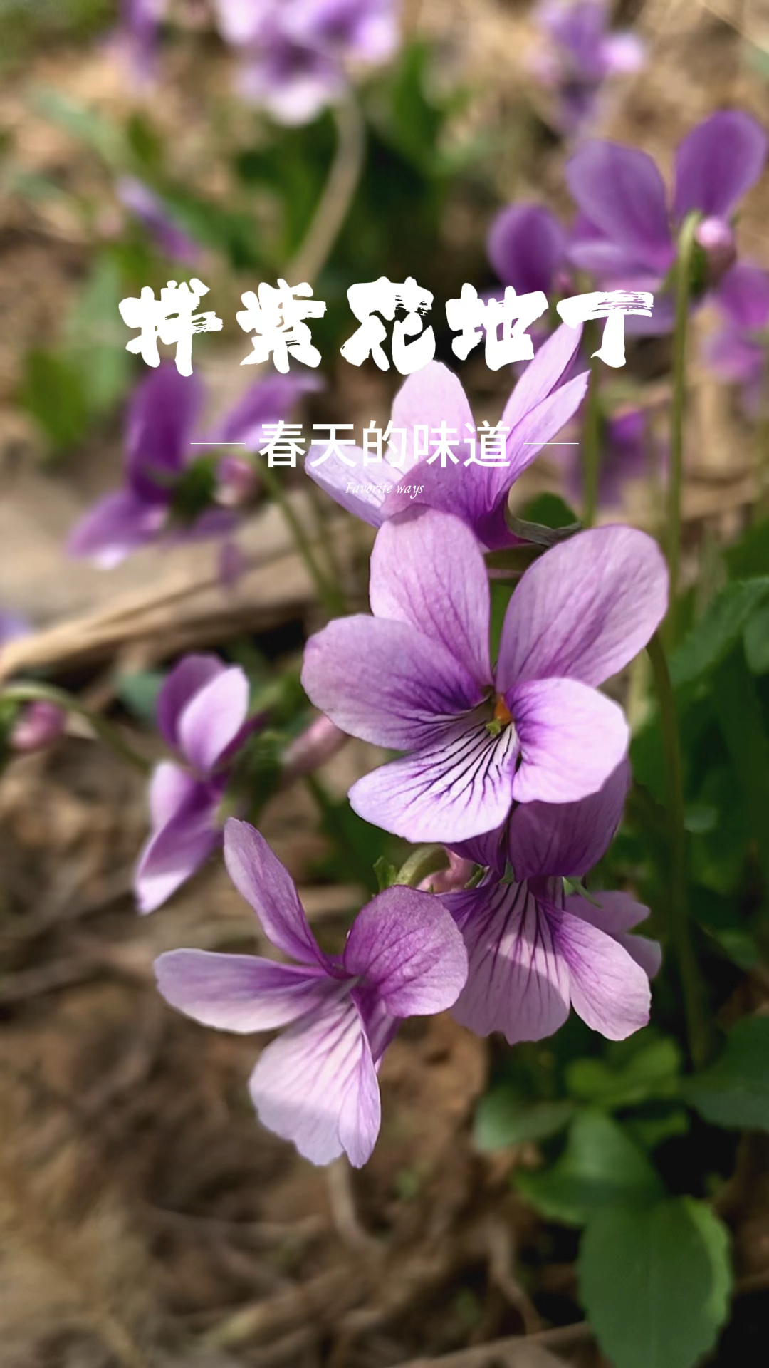 春天的味道|凉拌紫花地丁