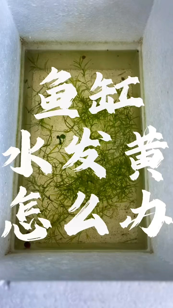 鱼缸水发黄怎么办。鱼缸水发黄的原因及解决方法。