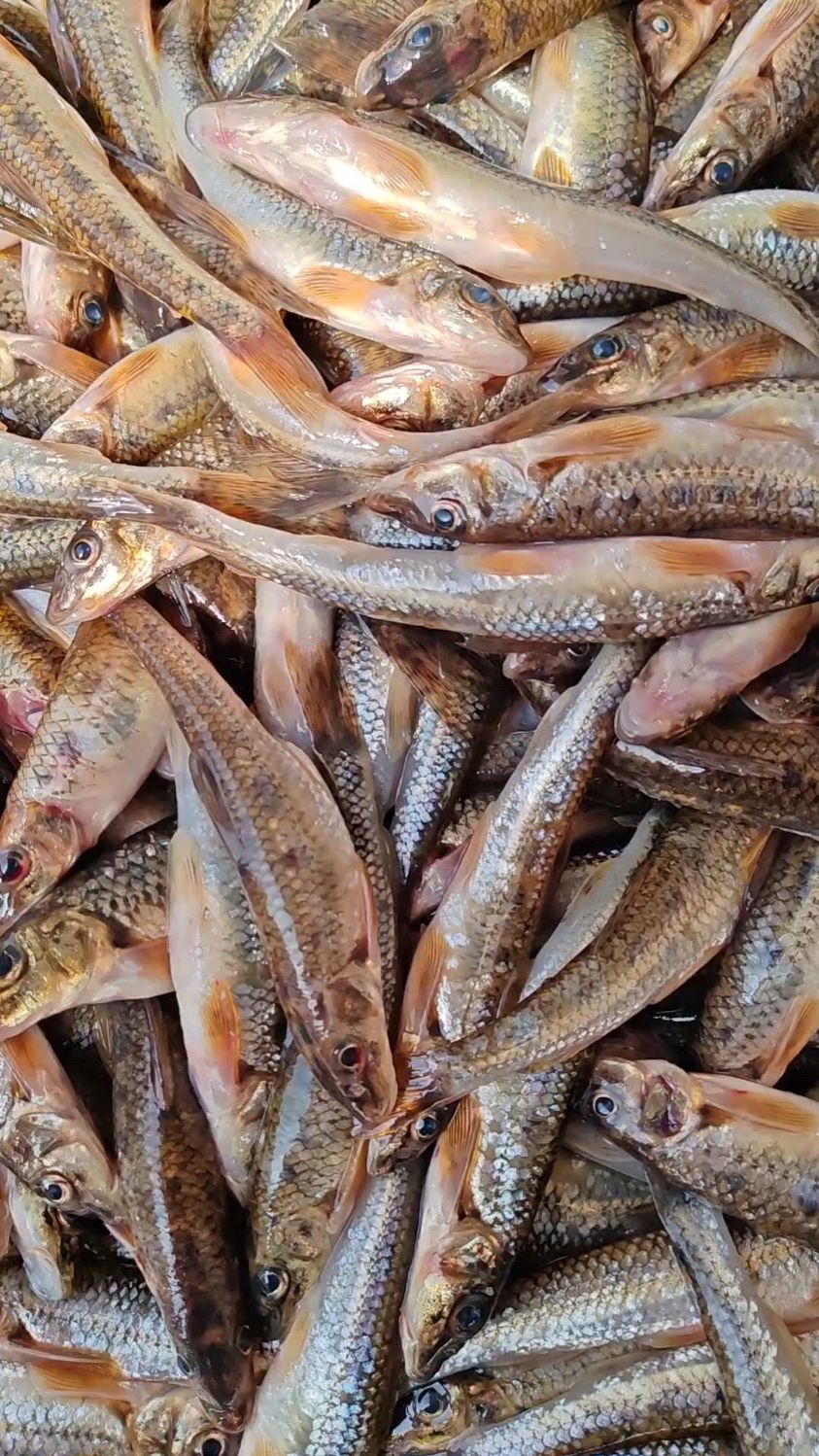 开江鱼来啦,东北松花江船丁鱼爆网啦,满满的小鱼货嘎嘎新鲜