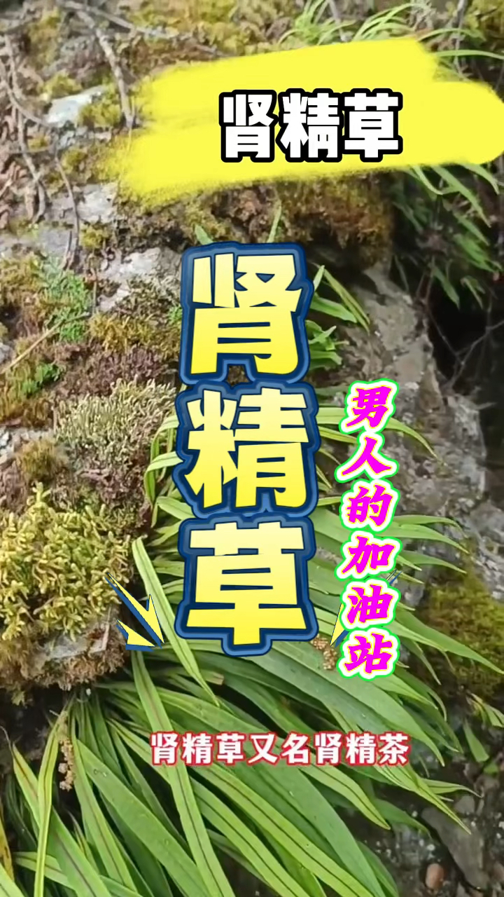 山间无杂草,到处都是宝,肾精草