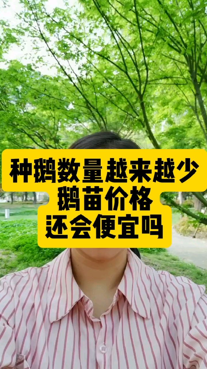 鹅苗价格还会便宜吗