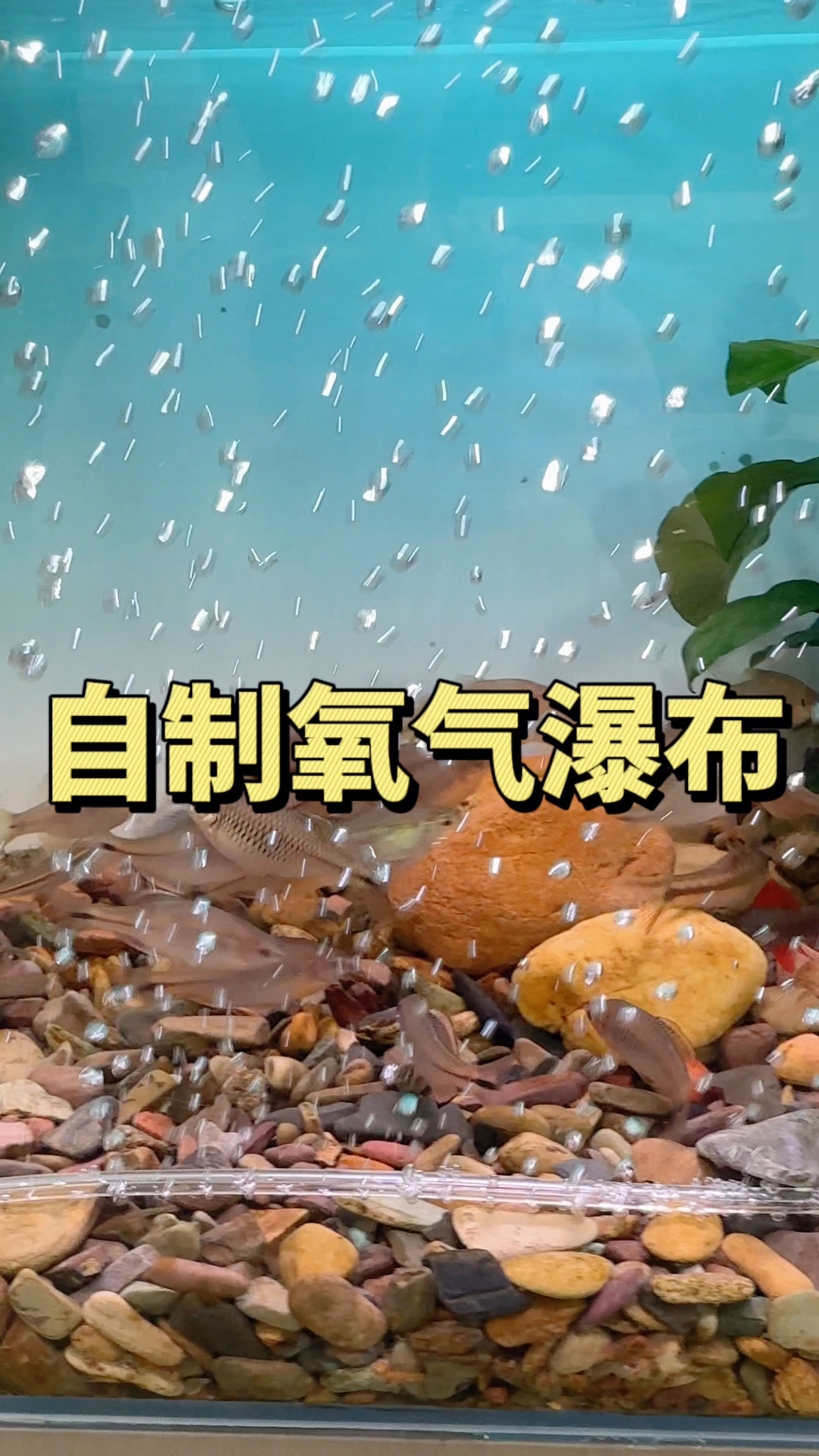 今天教你不花一分钱,改造氧气瀑布#观赏鱼 #水族 #手工diy